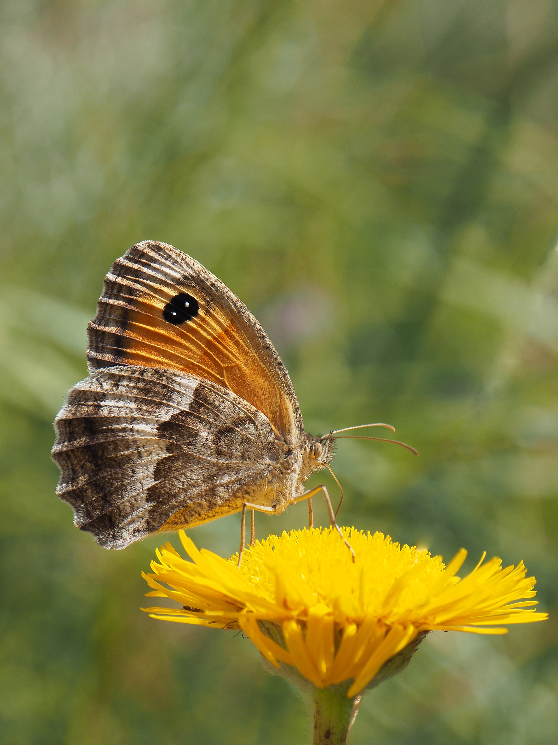 Il dente di leone e la farfalla