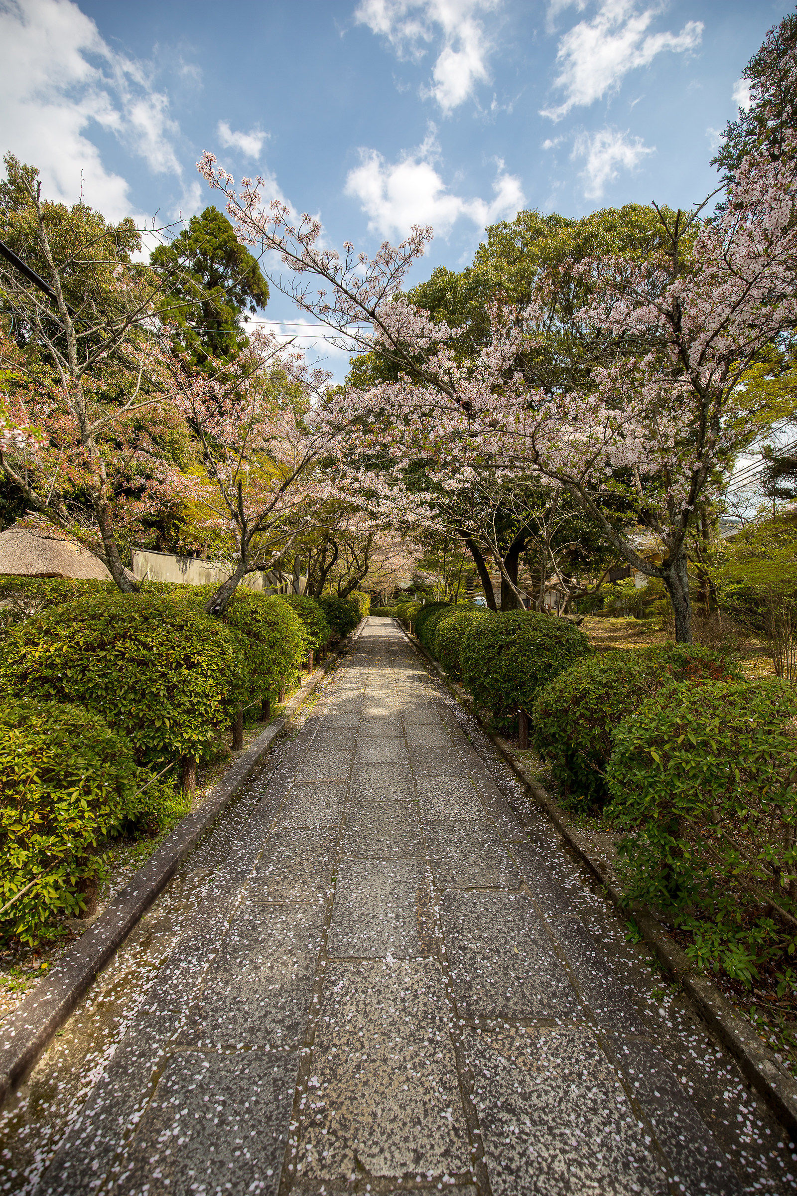 Primavera a Kyoto