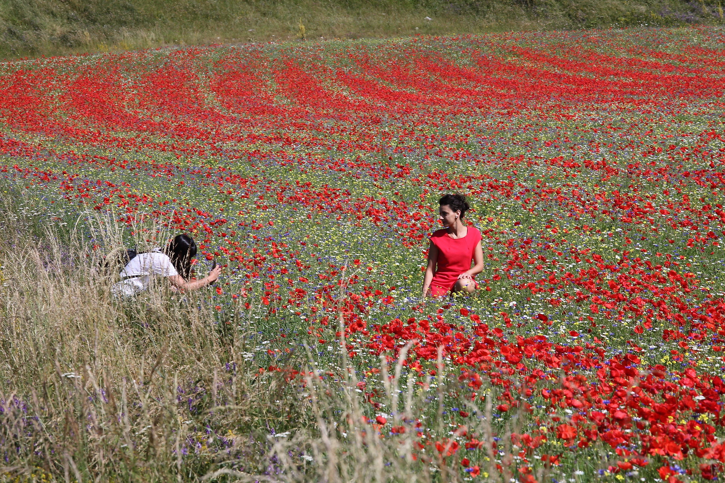 Vanità  vs  educazione