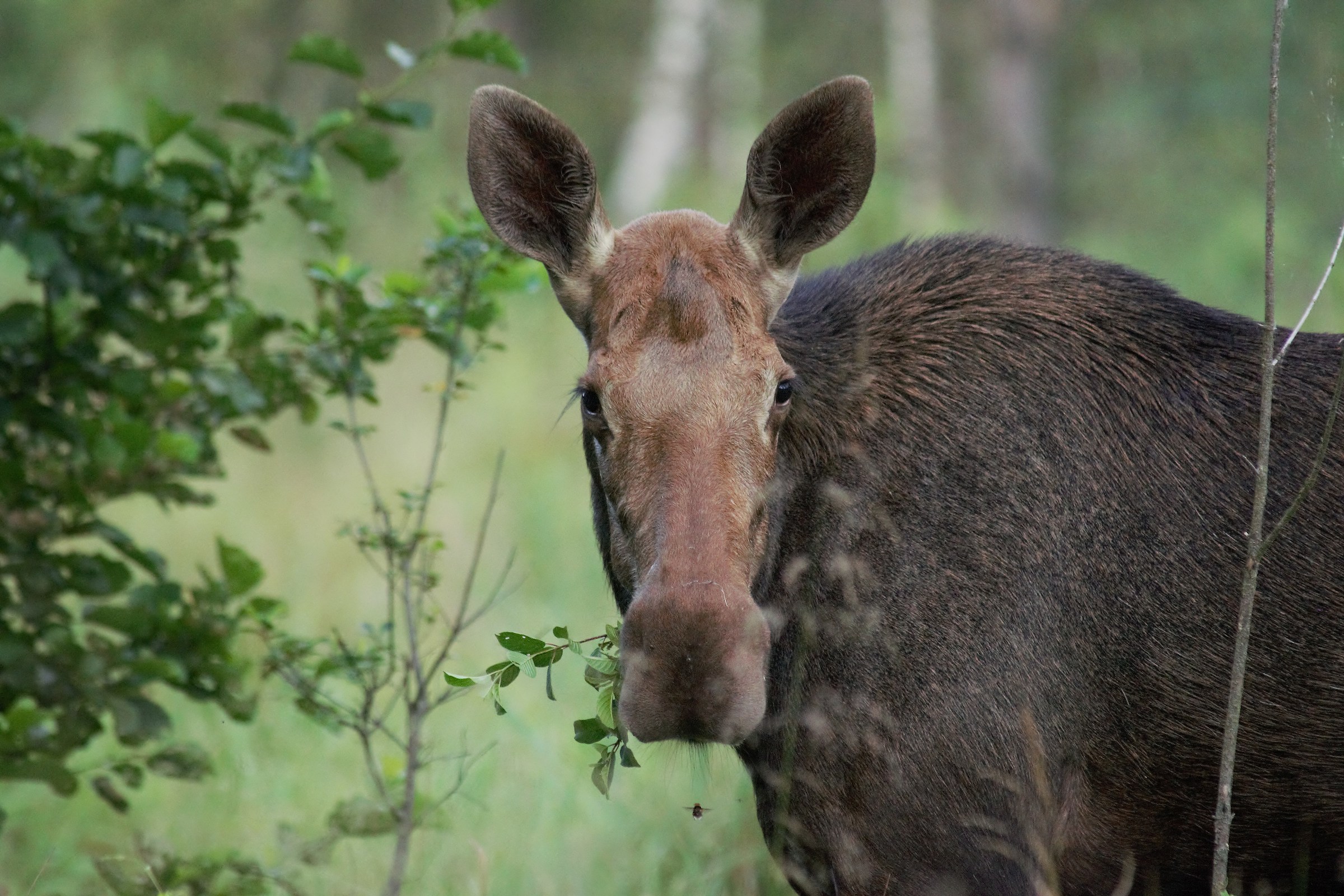 Moose (Alces alces)