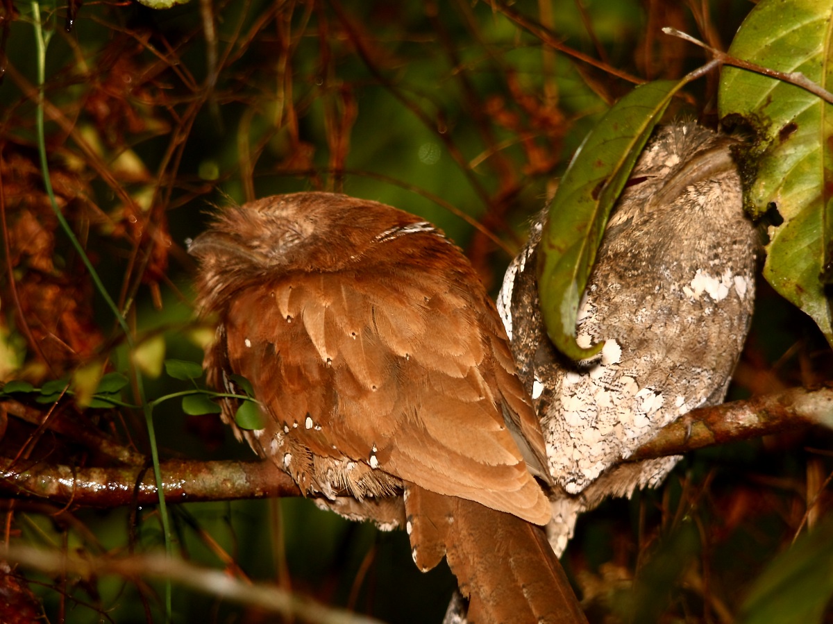 Sri Lanka Frogmouth