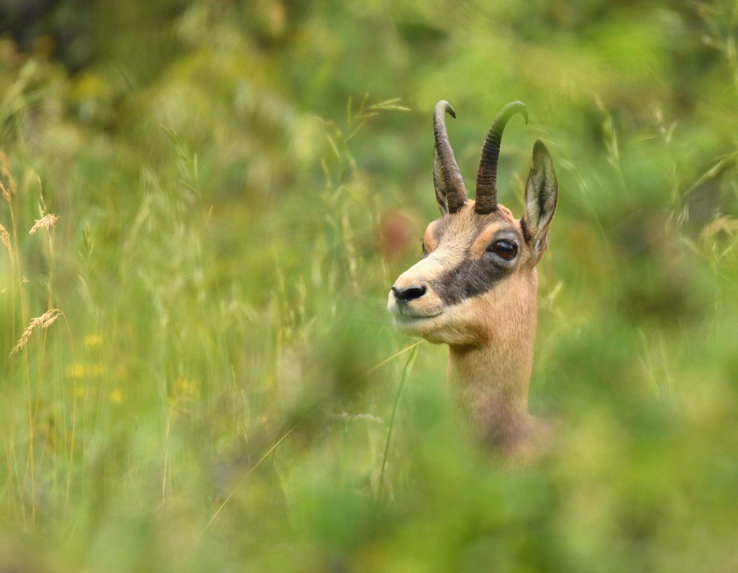 Alpine Chamois