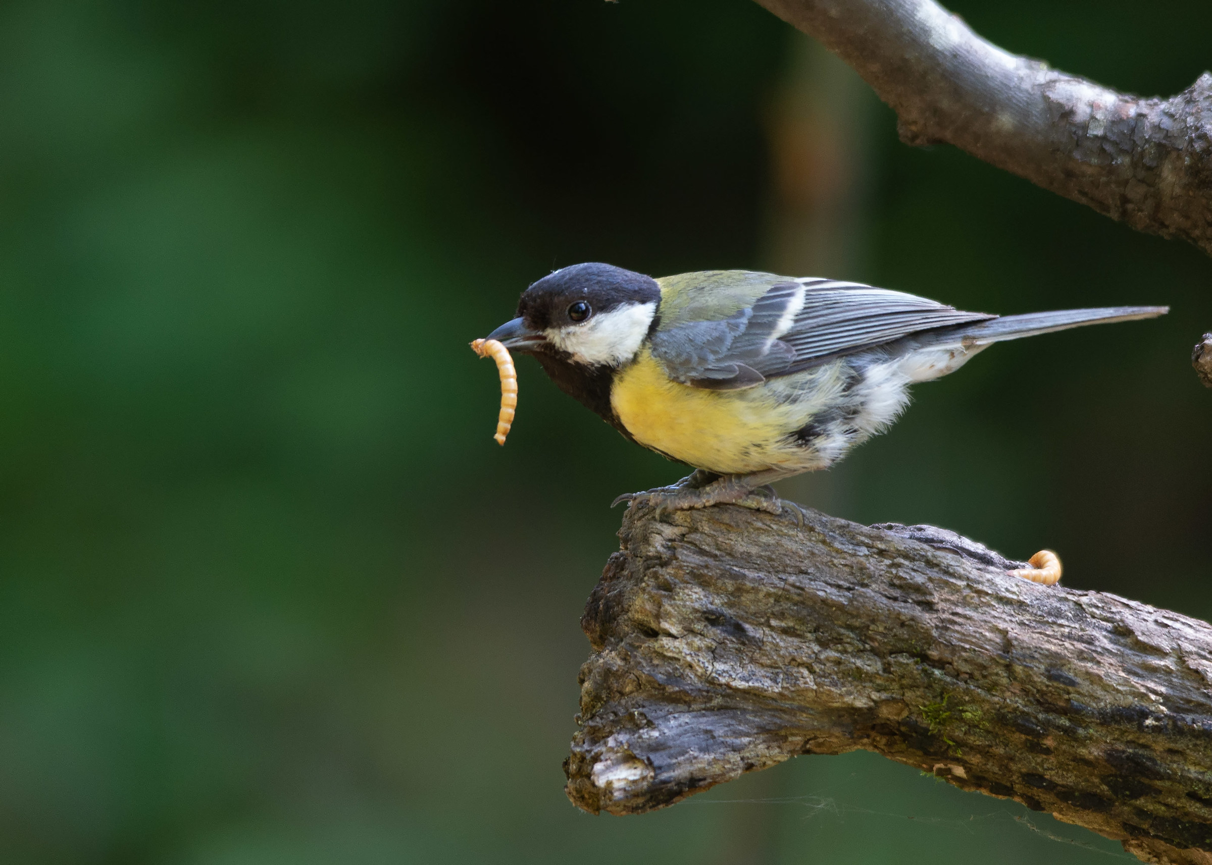 Cincarella con pranzo