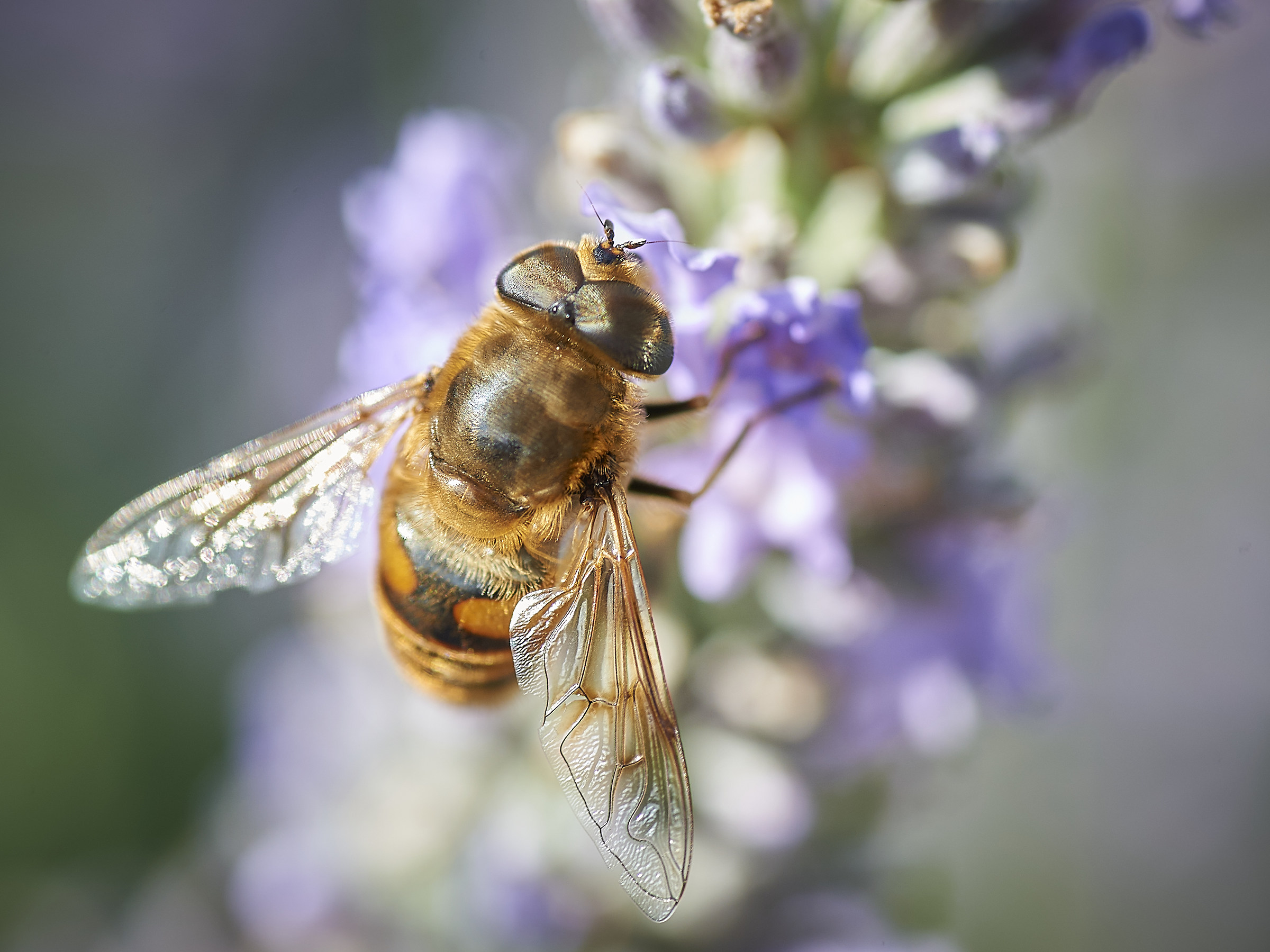 Nettare di lavanda..
