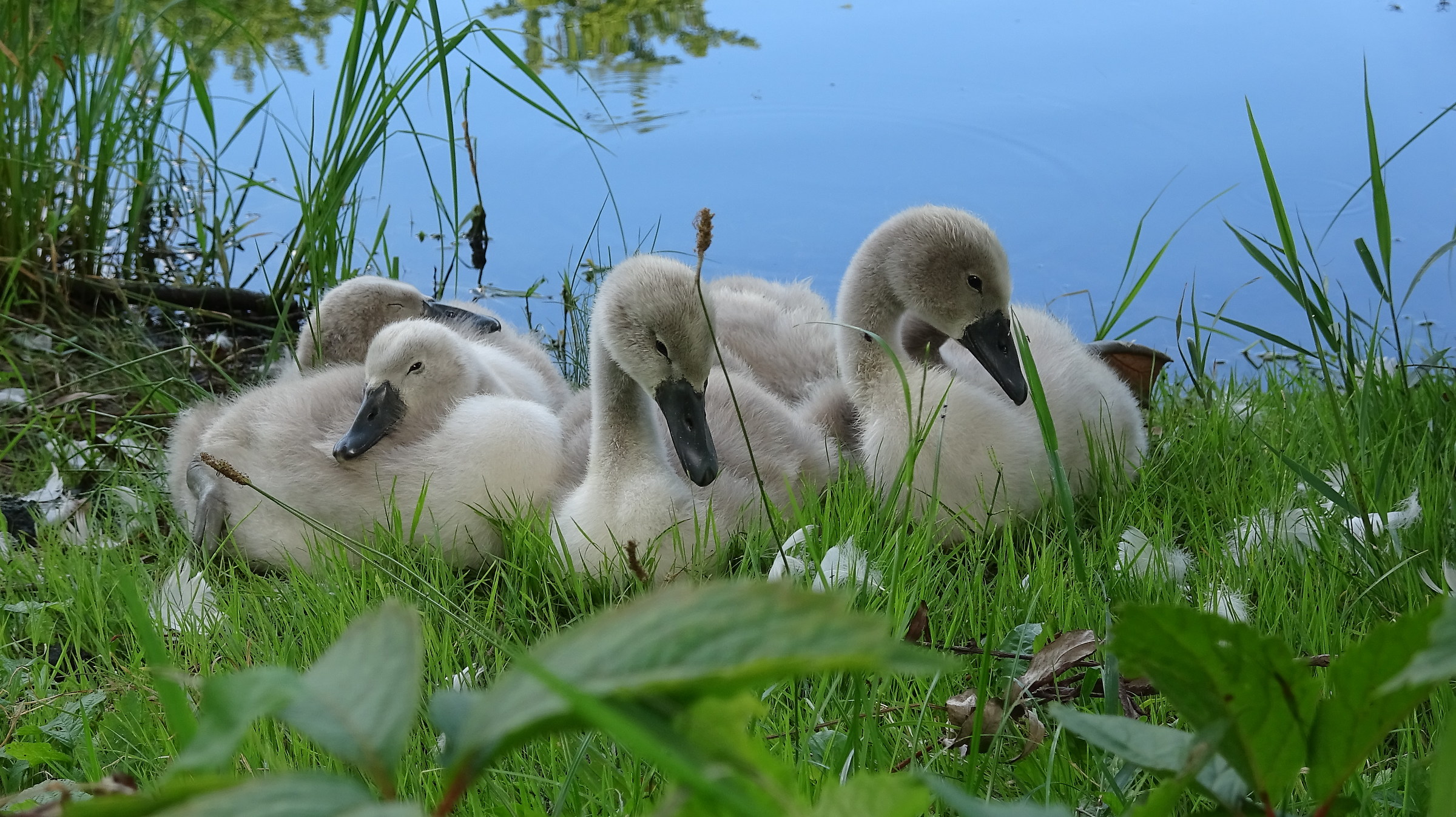 Small swans along the river Adda