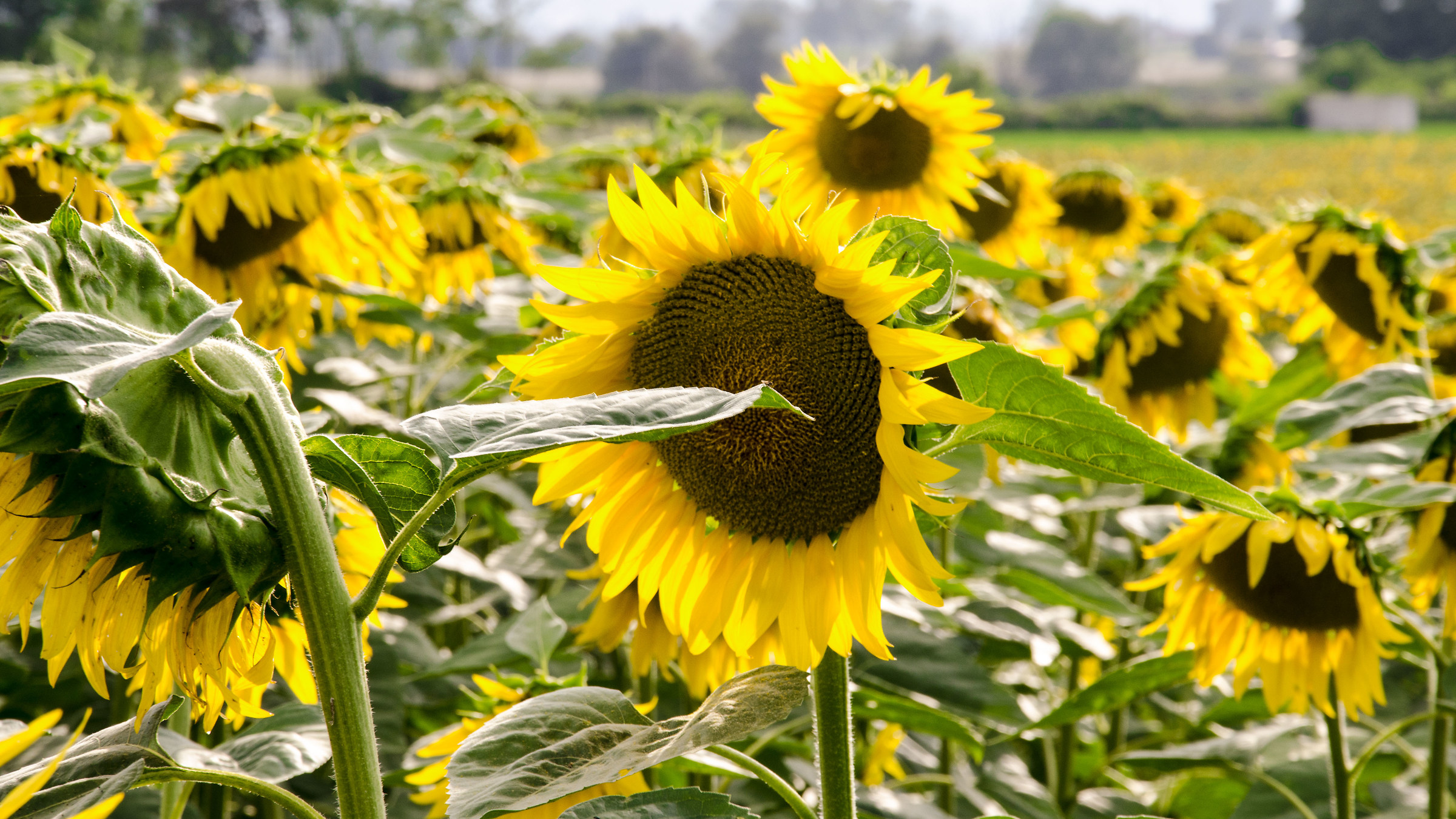 Forte tra gli stanchi