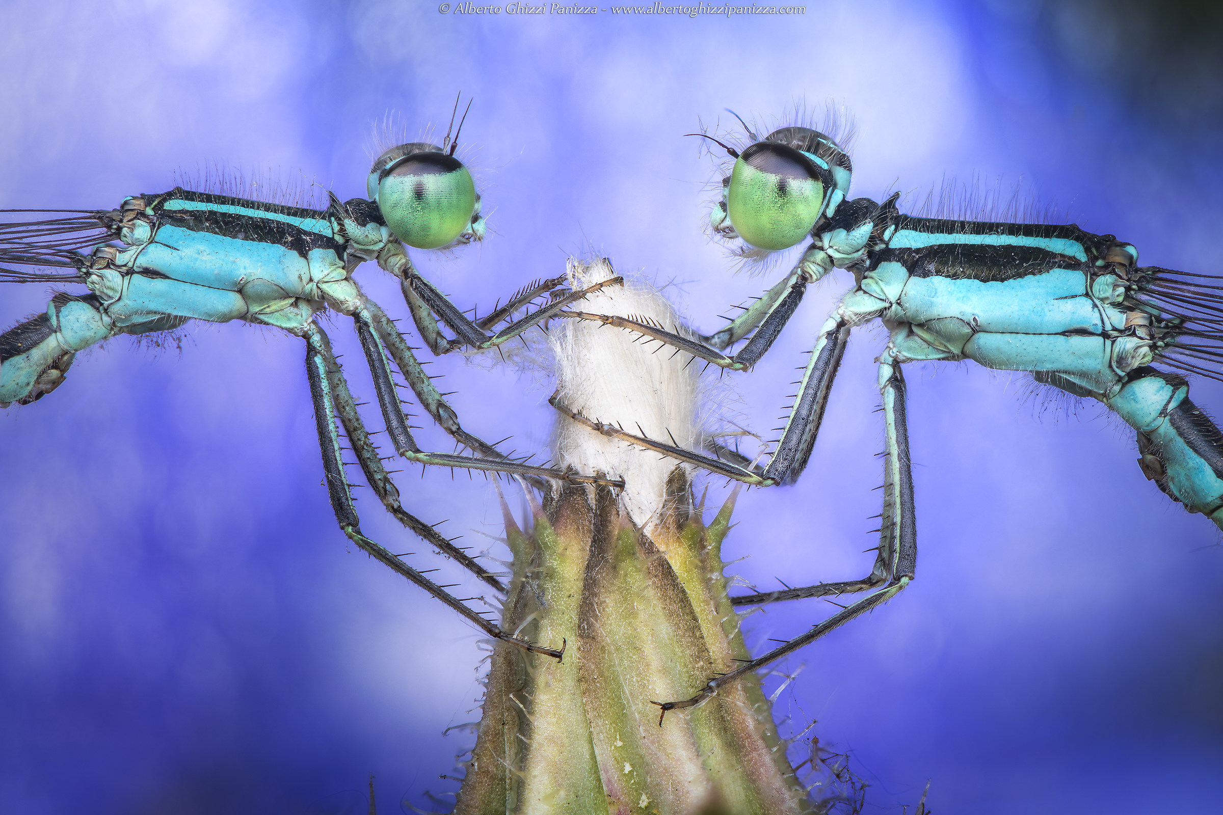 Abbracciate al loro fiore