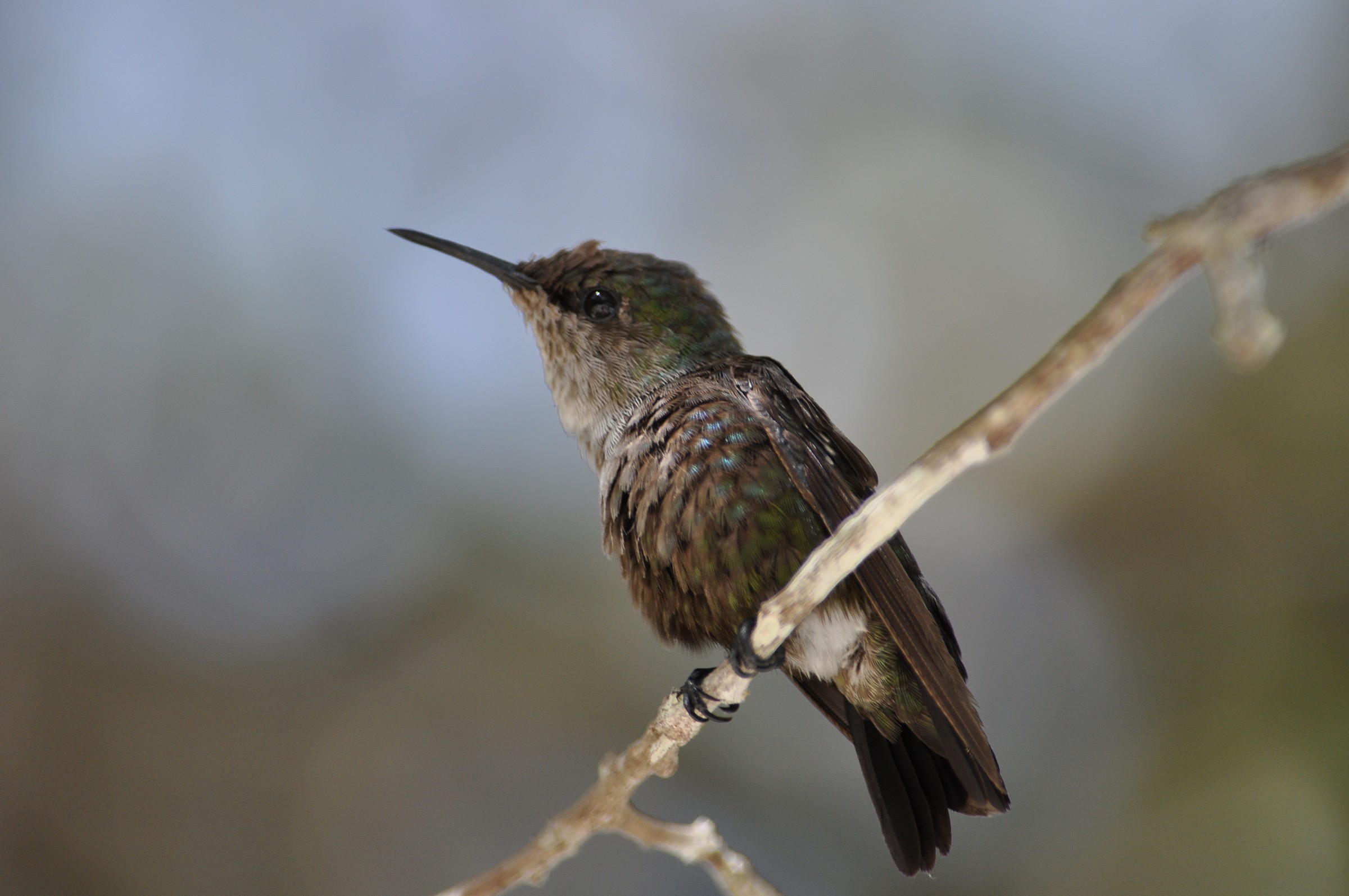 Santo Domingo hummingbird