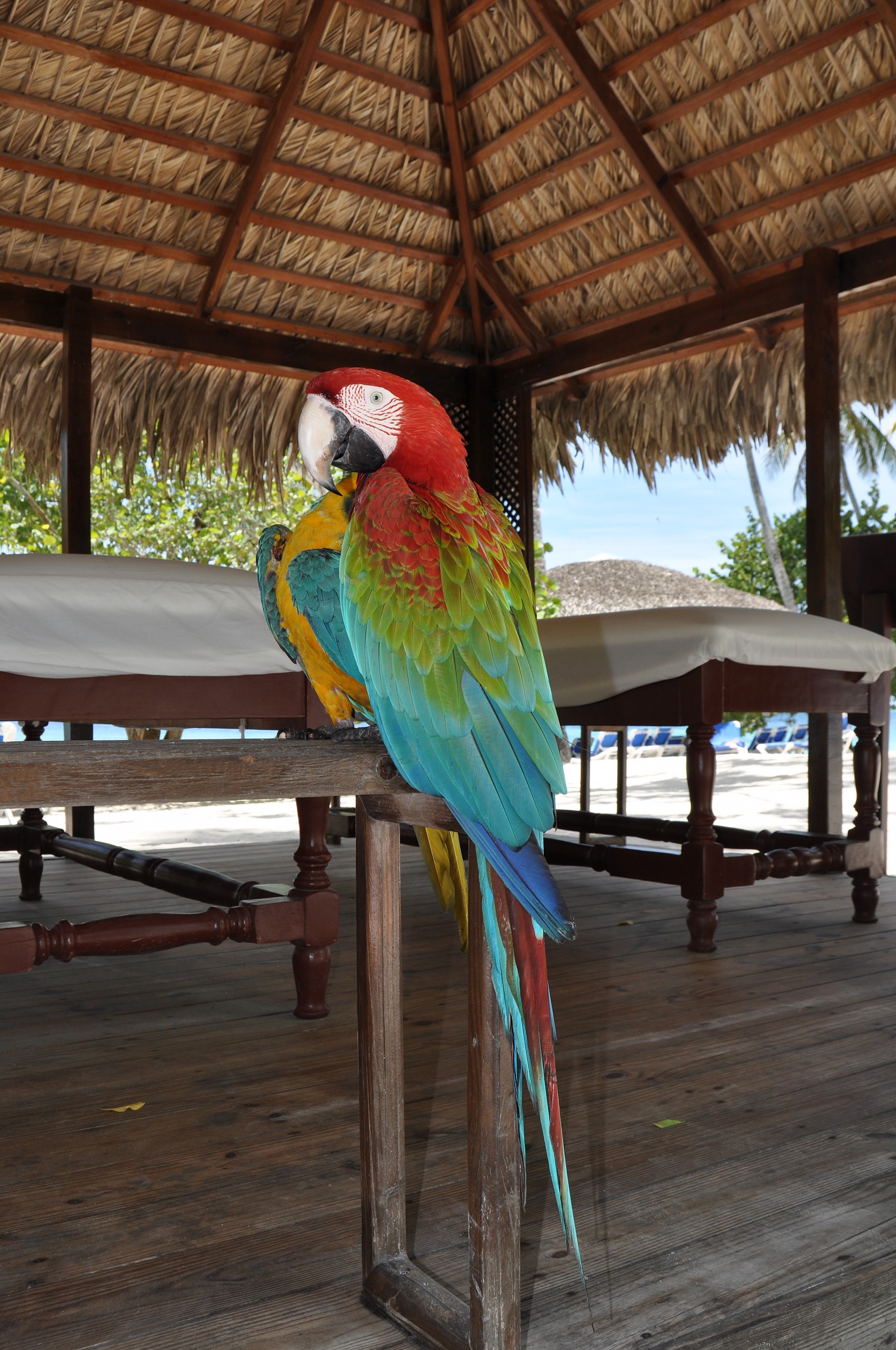 Santo Domingo parrots