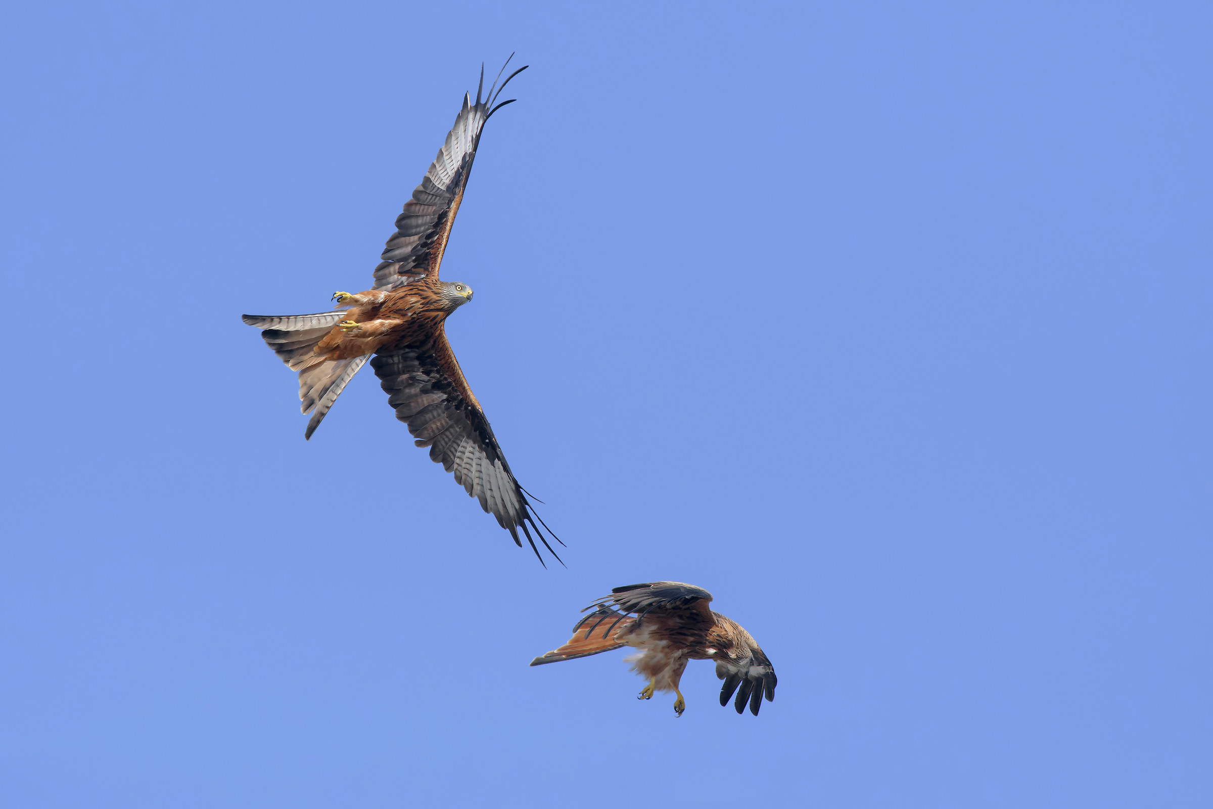 Nibbio reale (Milvus milvus) Lotta nei cieli
