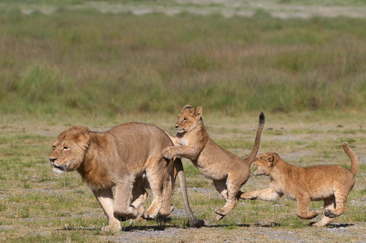 Lion cubs playing