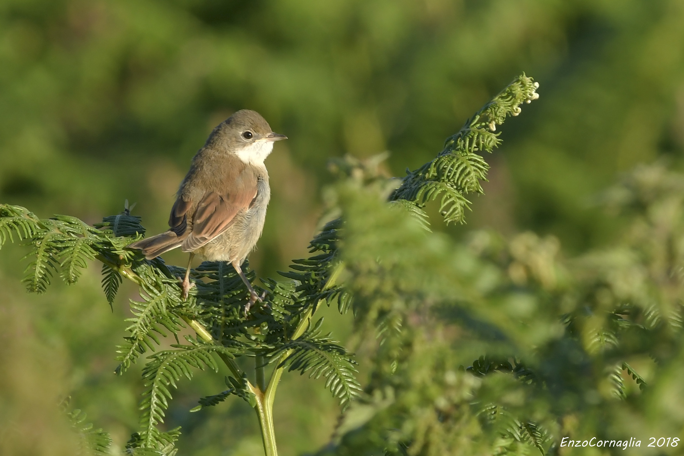 Whitethroat