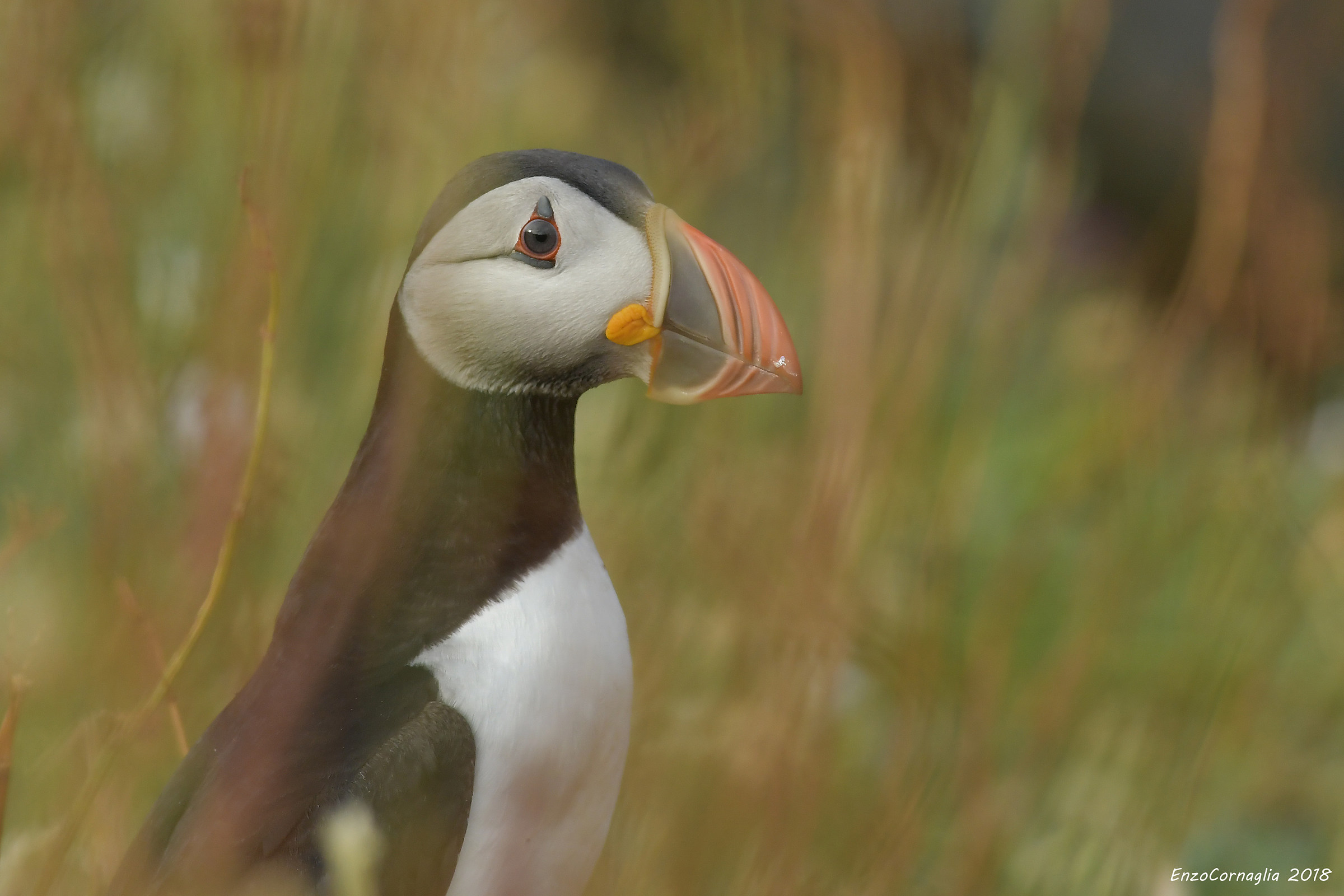 Puffin
