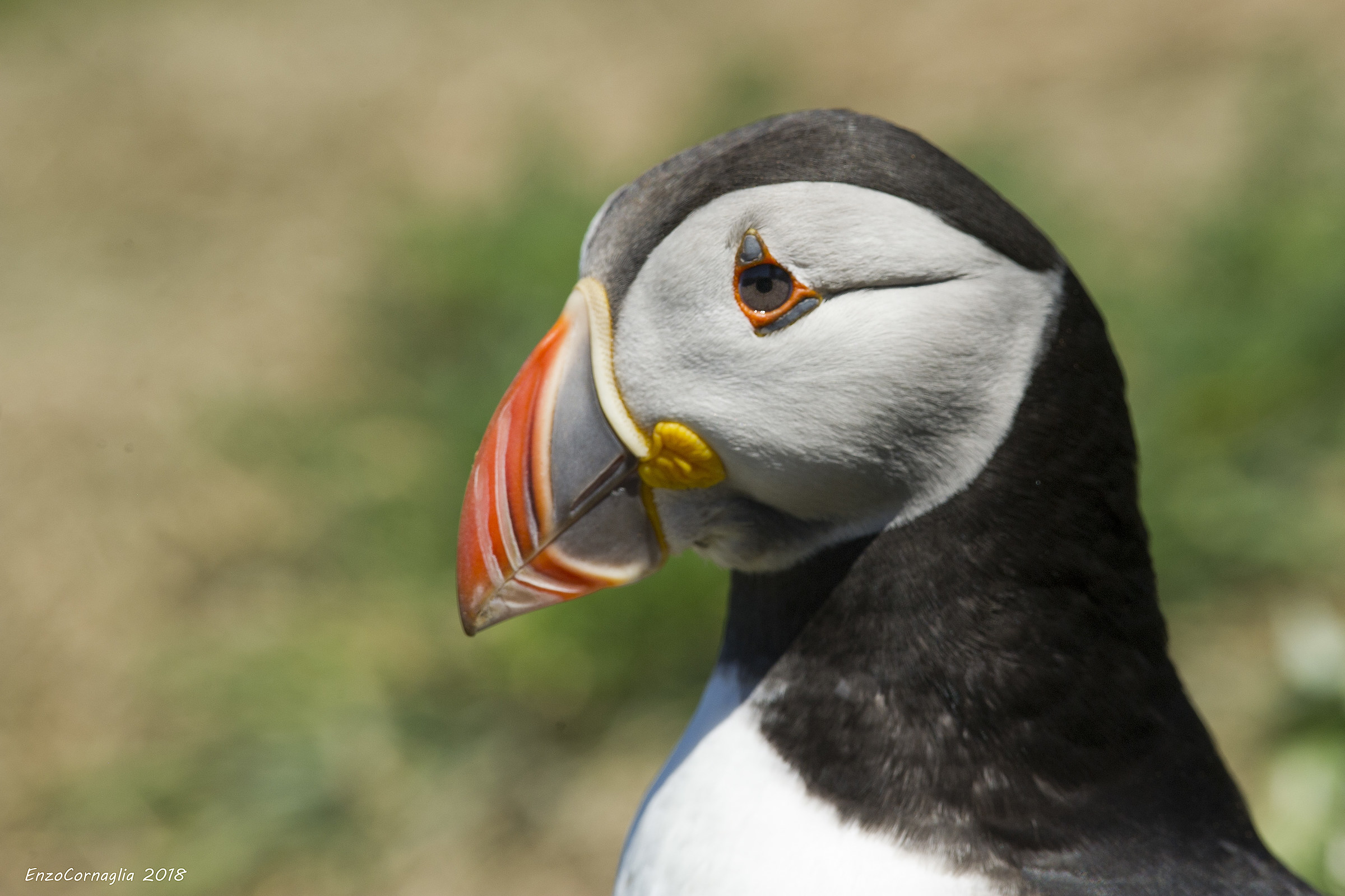 Puffin