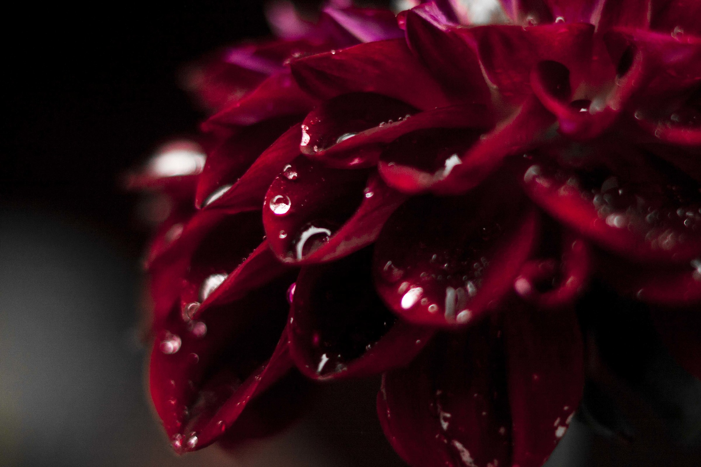 Dahlia passed the Rain