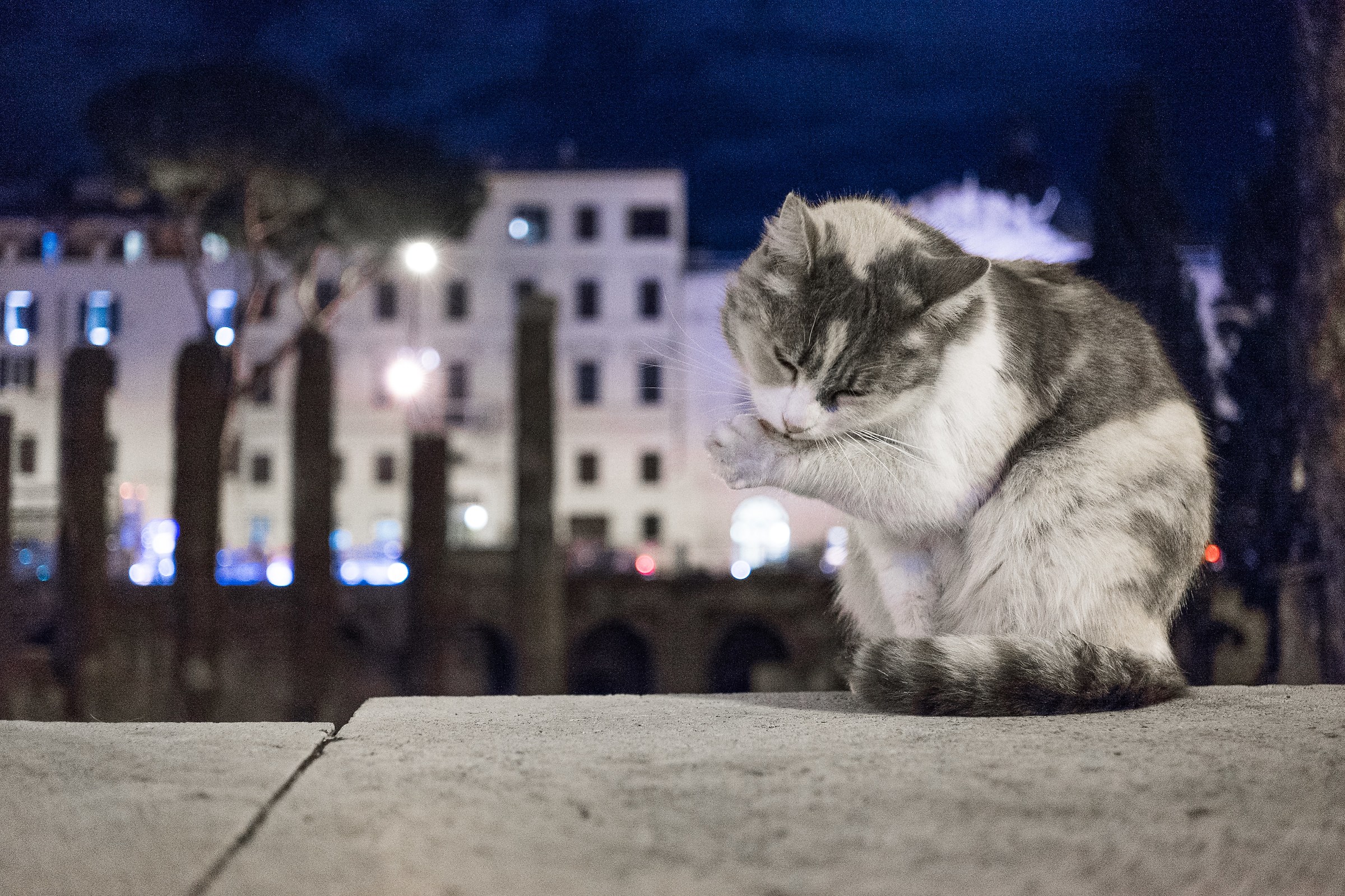 The Cats of Rome