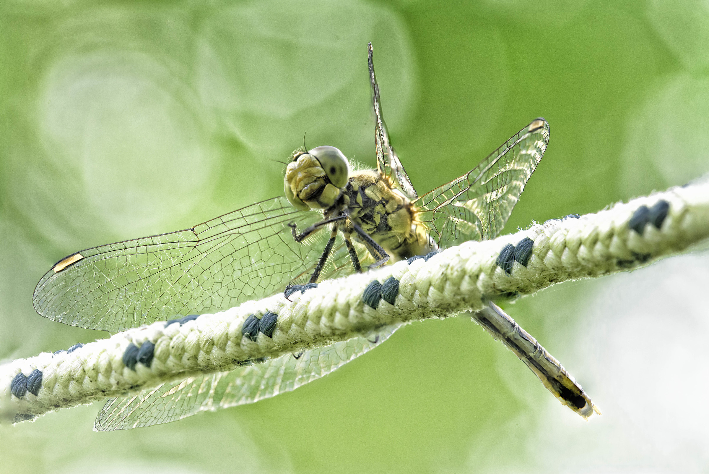 Dragonfly posing