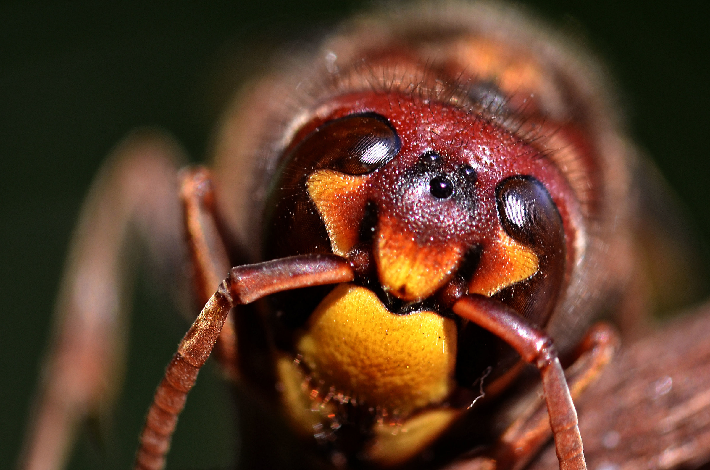 ...un faccia a faccia