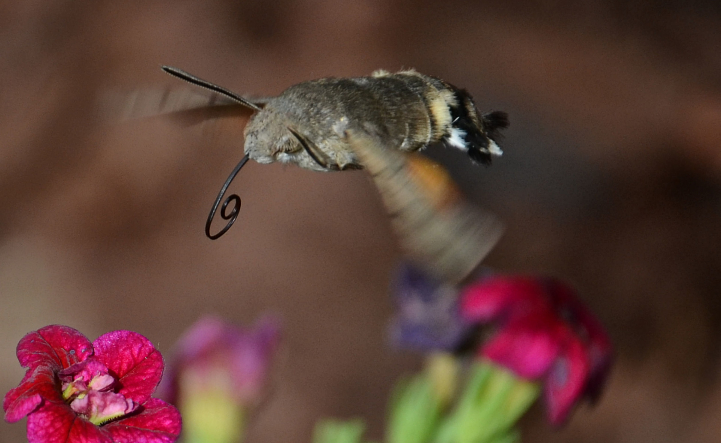 Il colibrì degli insetti