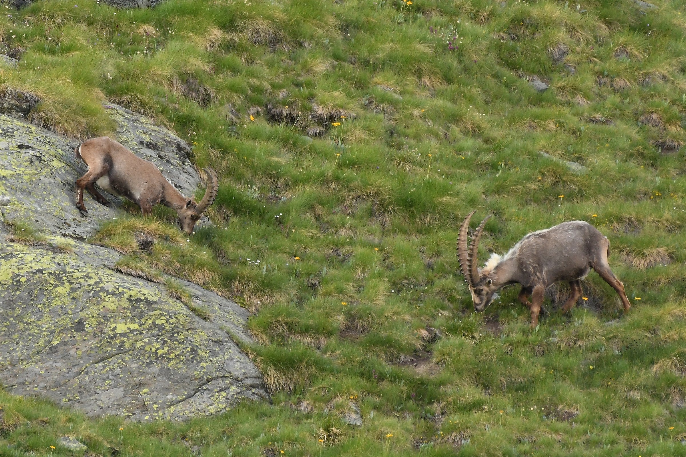 Capra ibex
