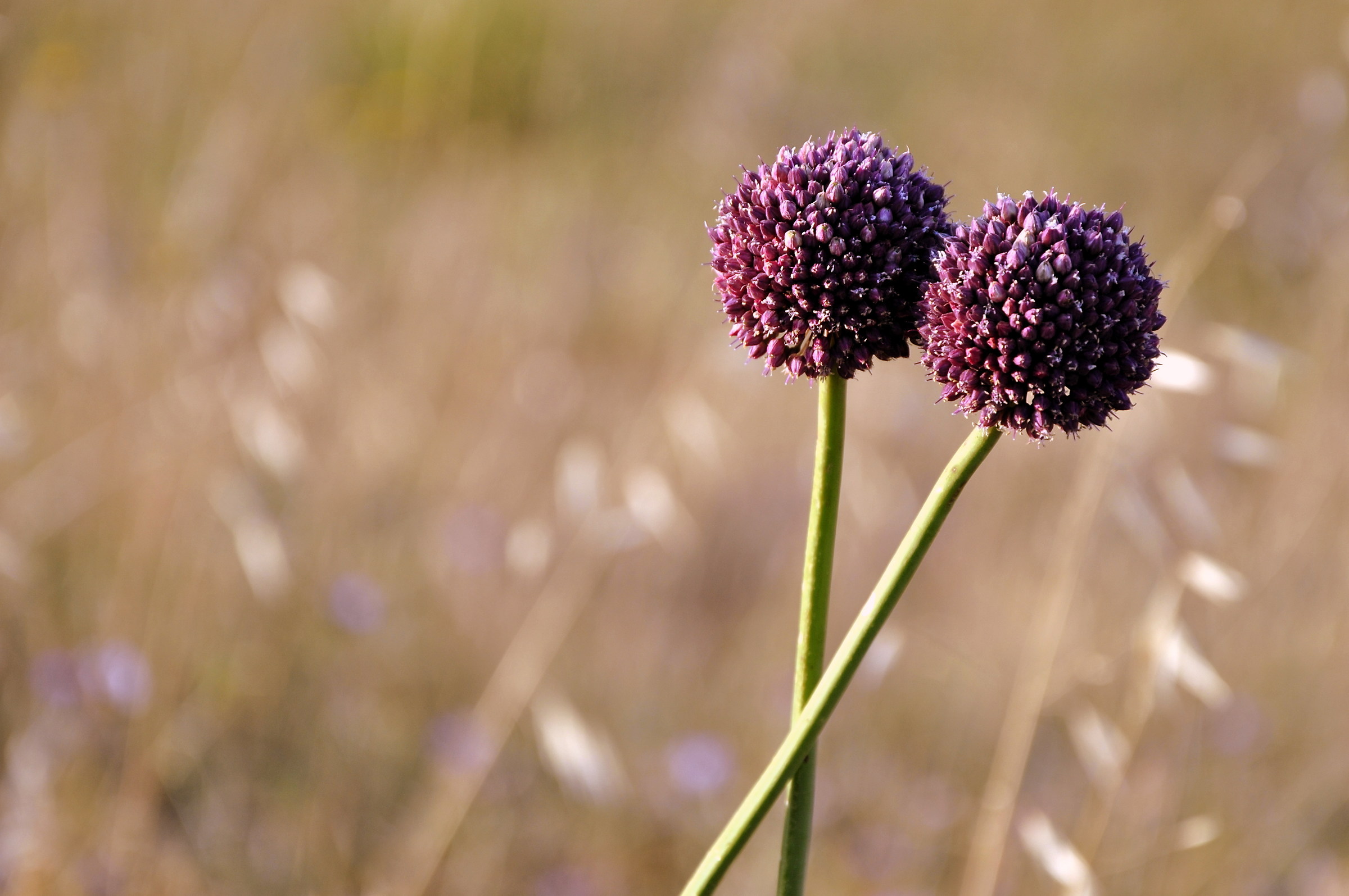 Together, dancing in the Wind...