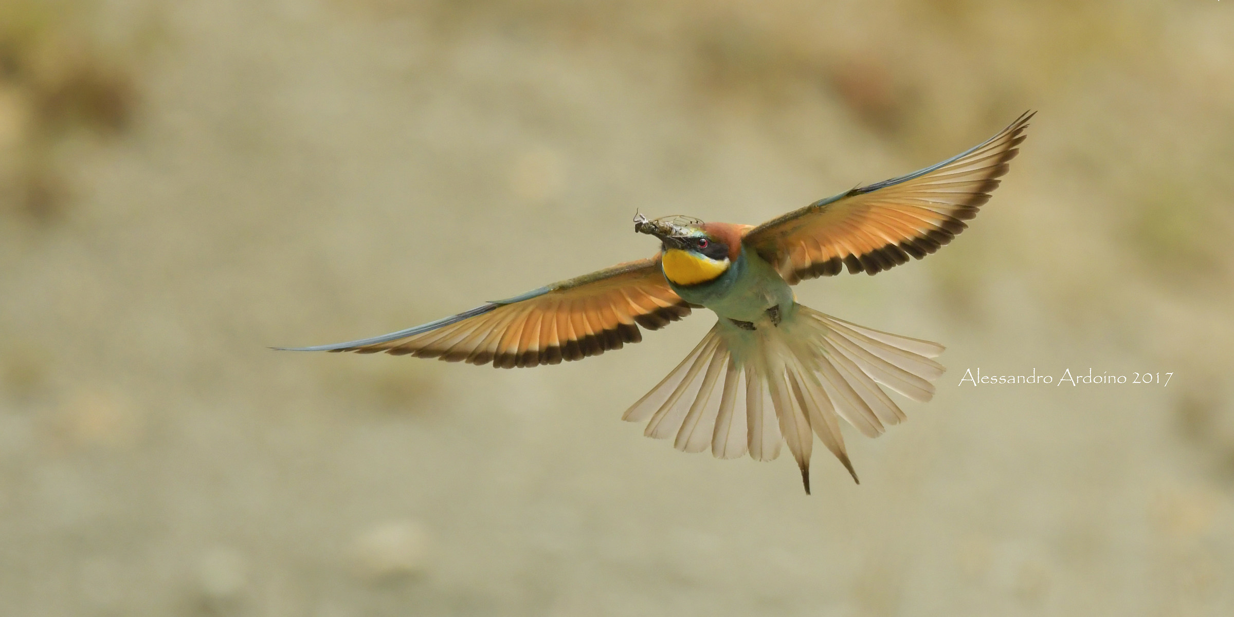 European Bee-eater