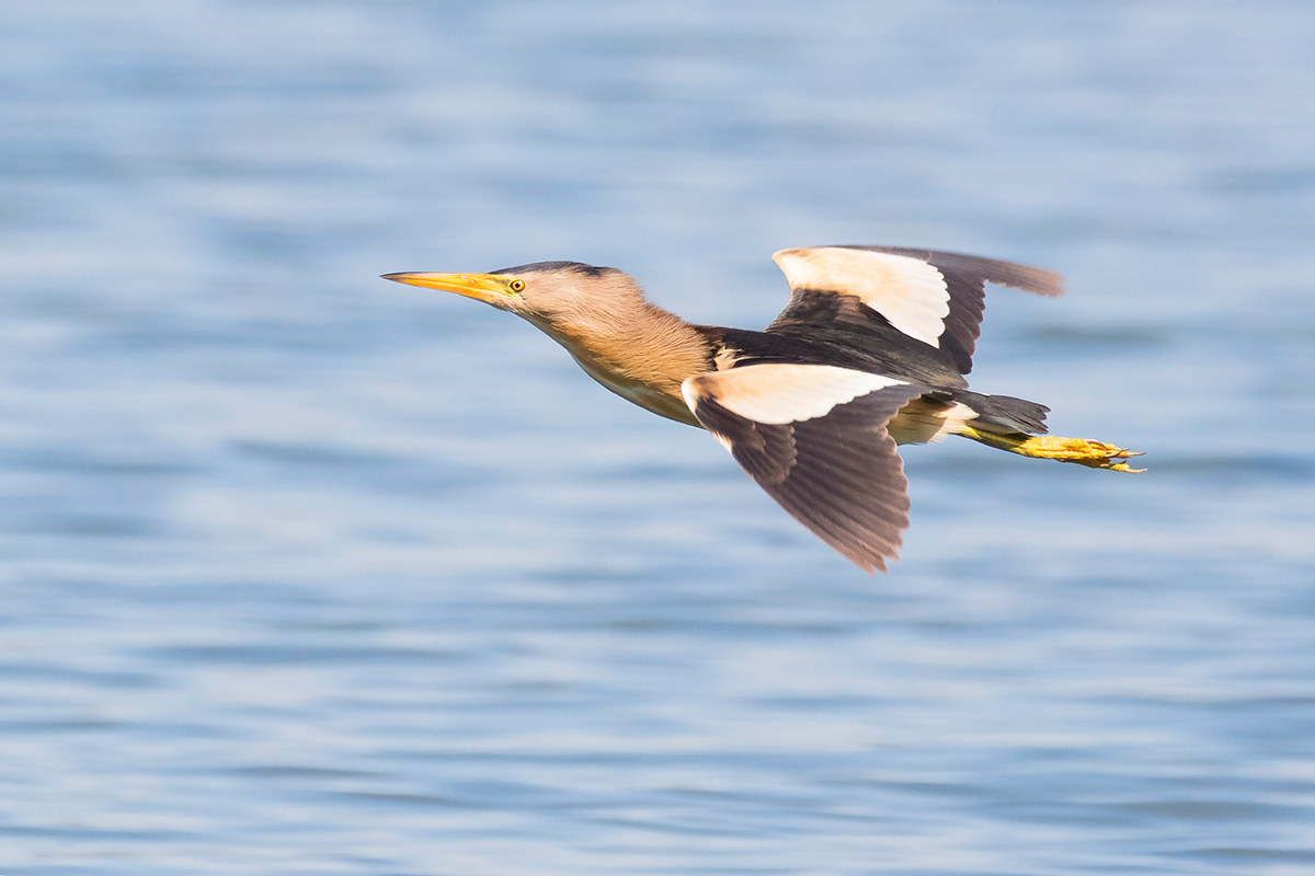 Bittern in flight