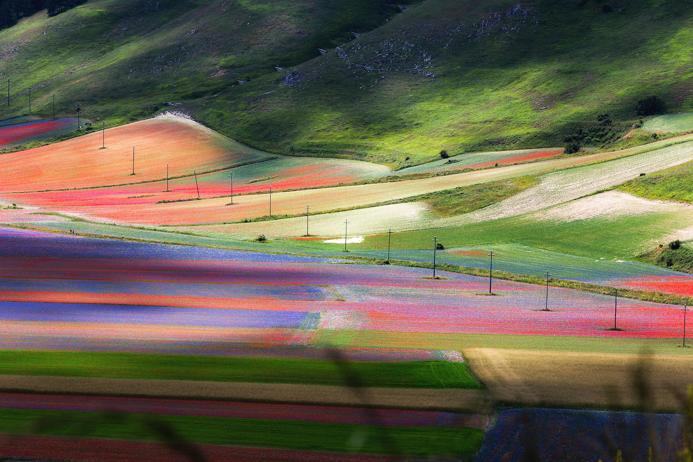 Castelluccio in Fiore