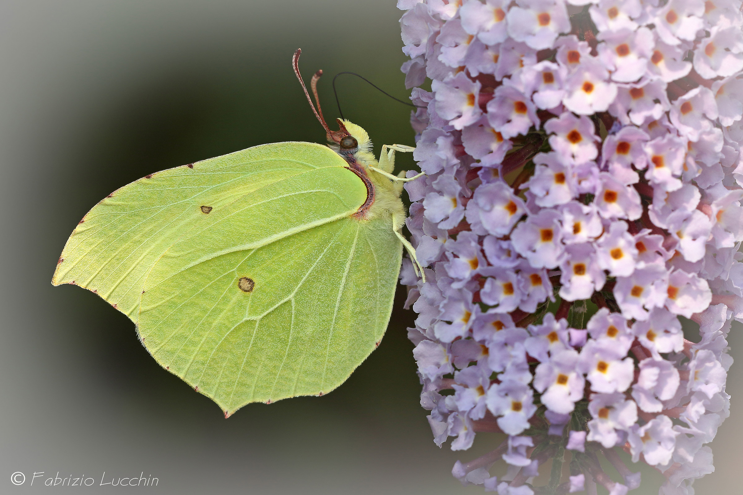 Gonepteryx rhamni - Cedronella (esemplare maschio)