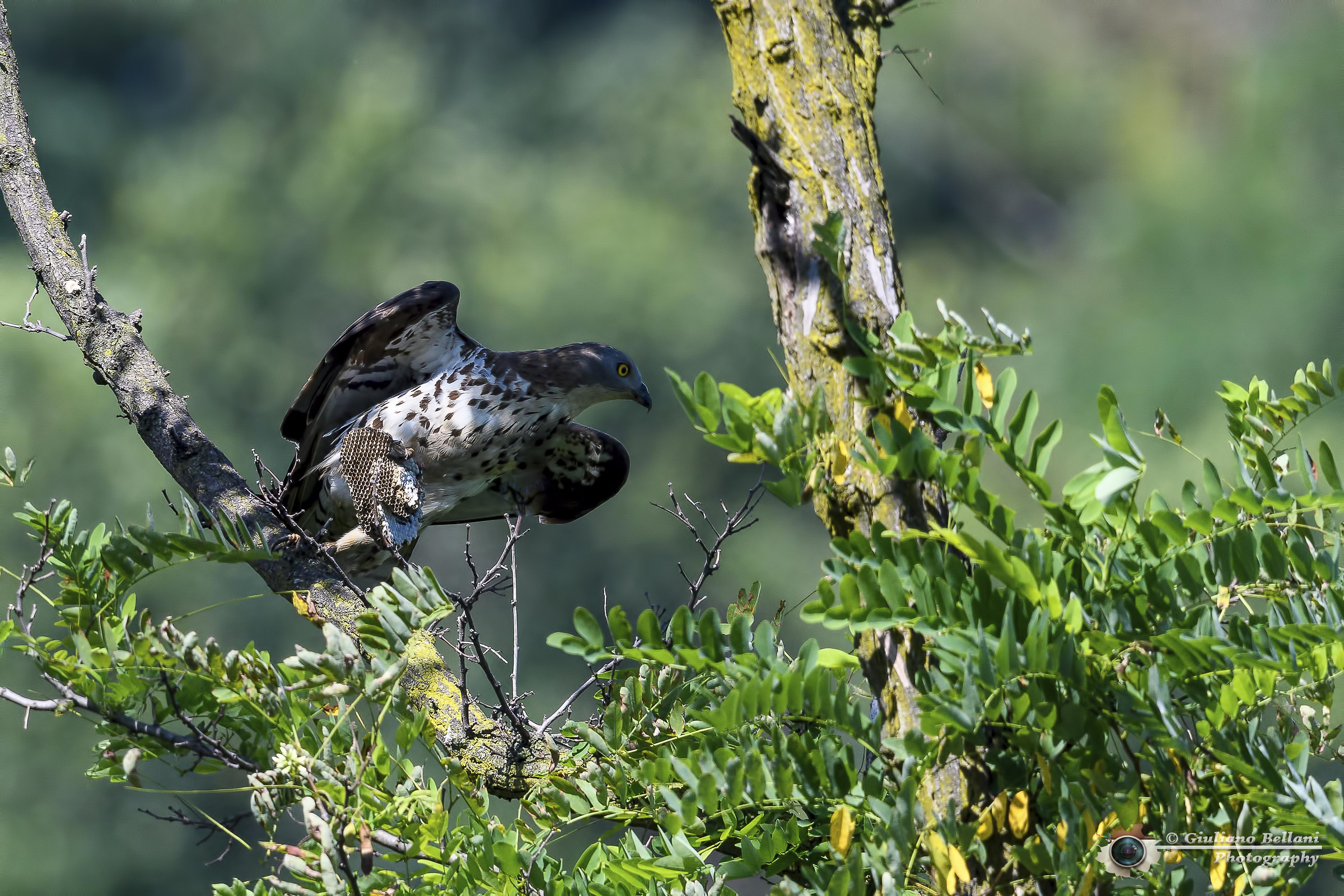 Falco Pecchiaiolo Maschio