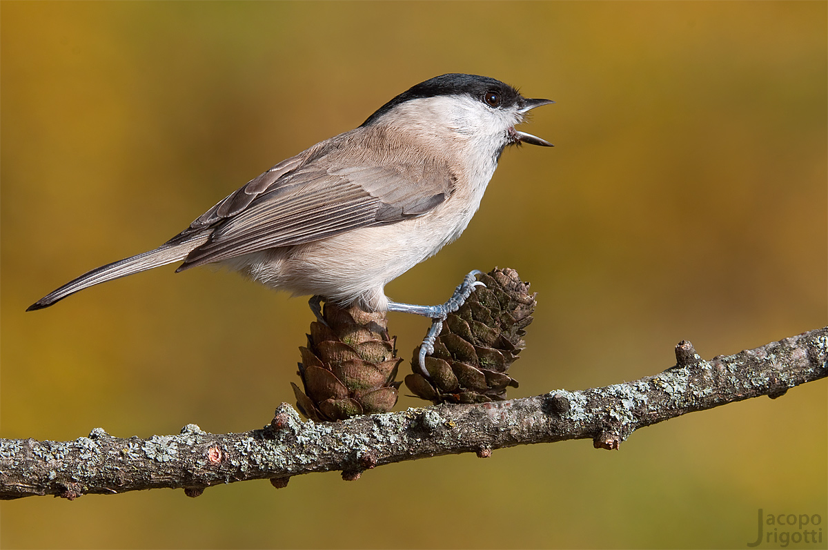 Cincia bigia arrabbiata