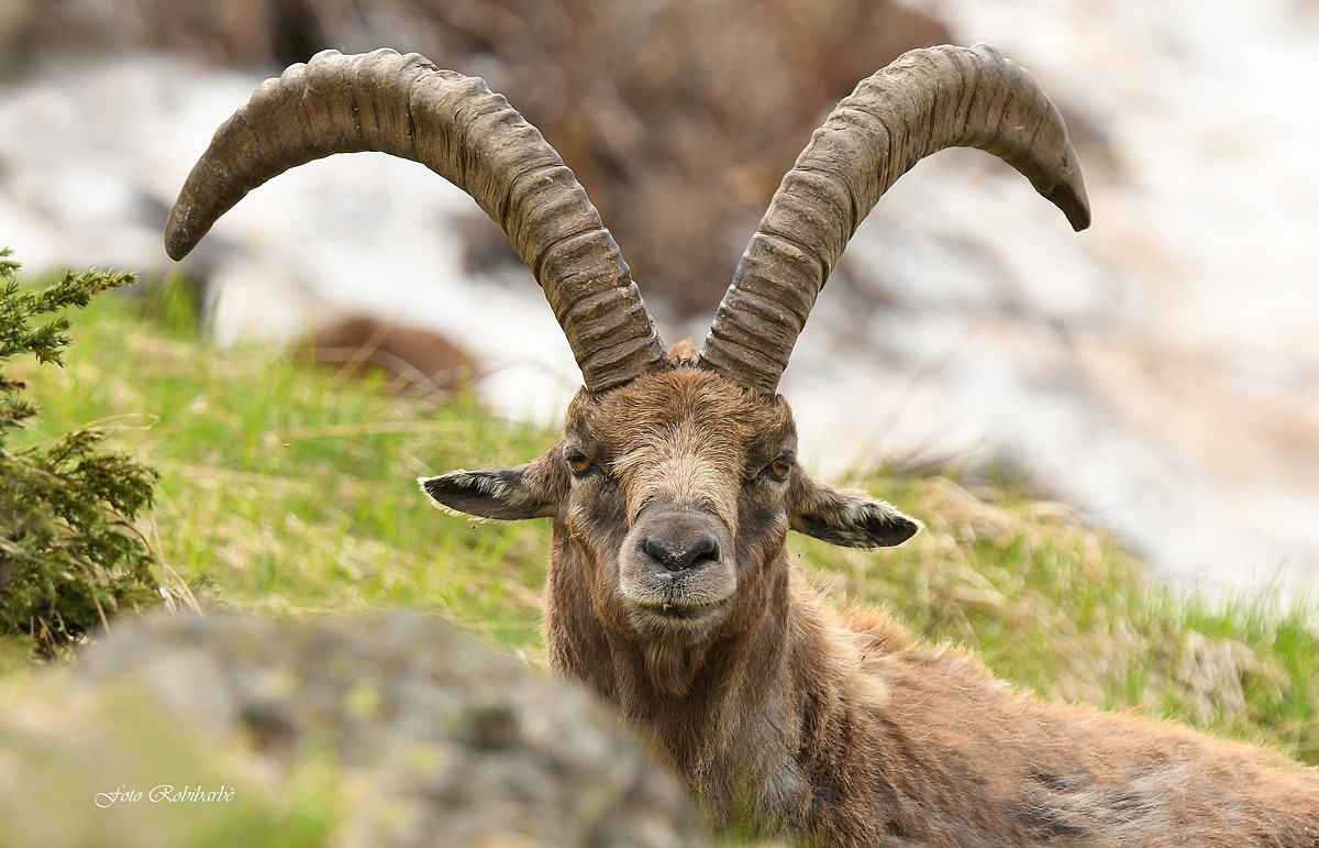 The King of the Alps...