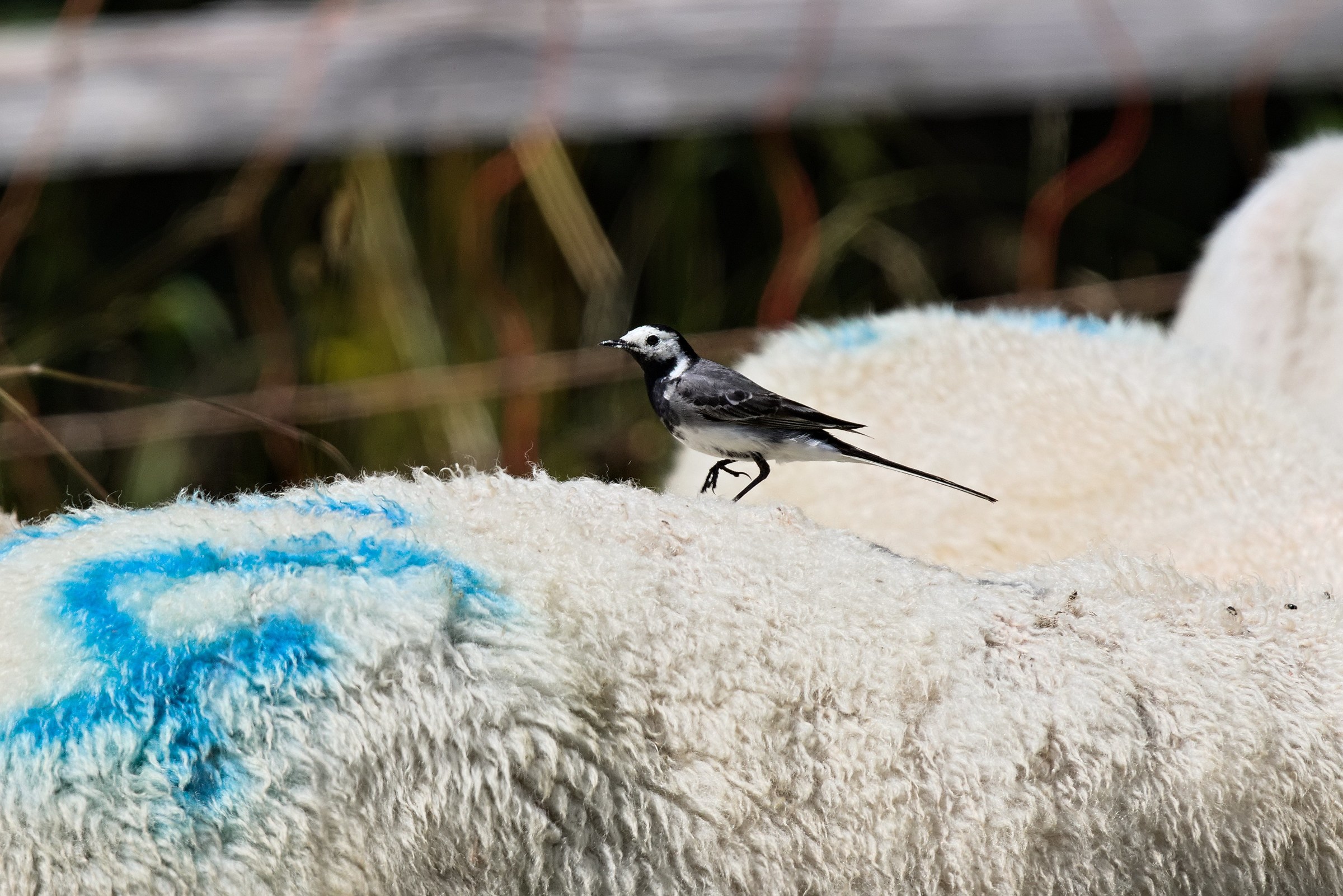 The Ballerina on the Sheep