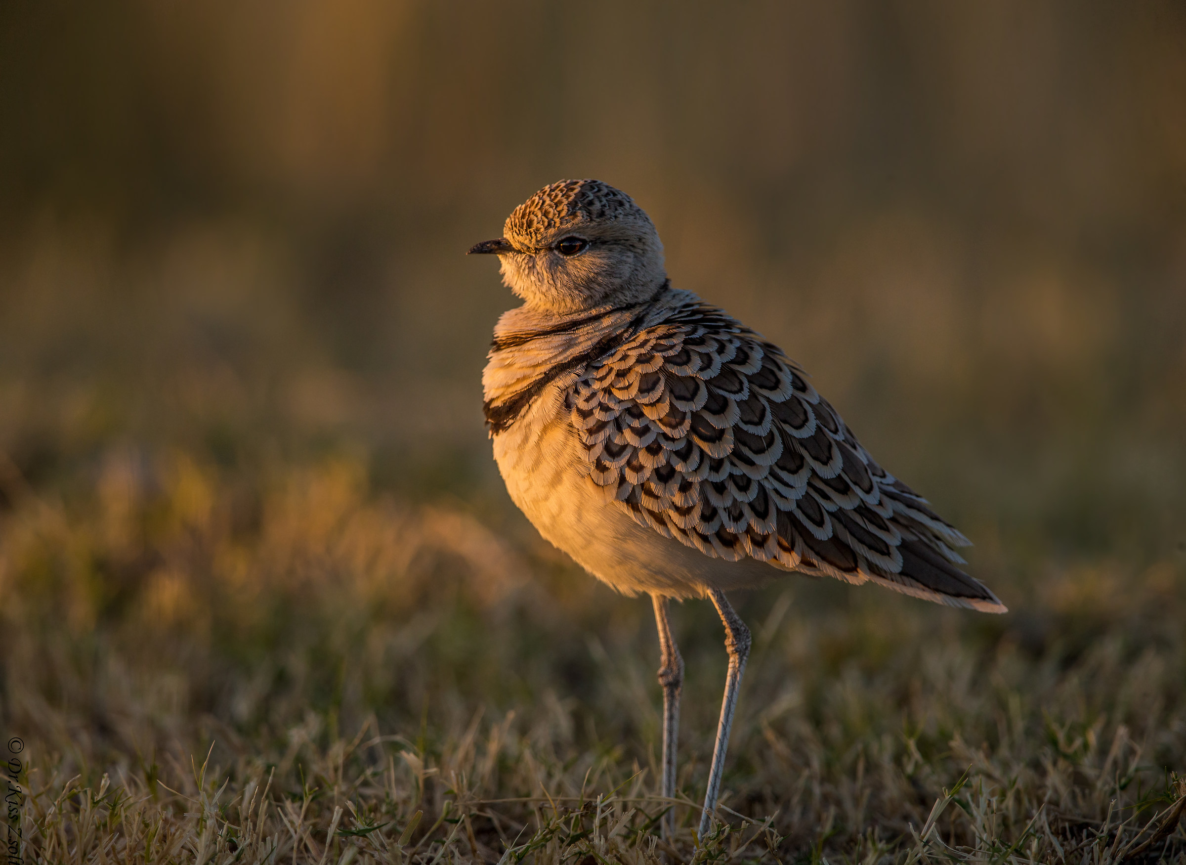 Aspettando il tramonto