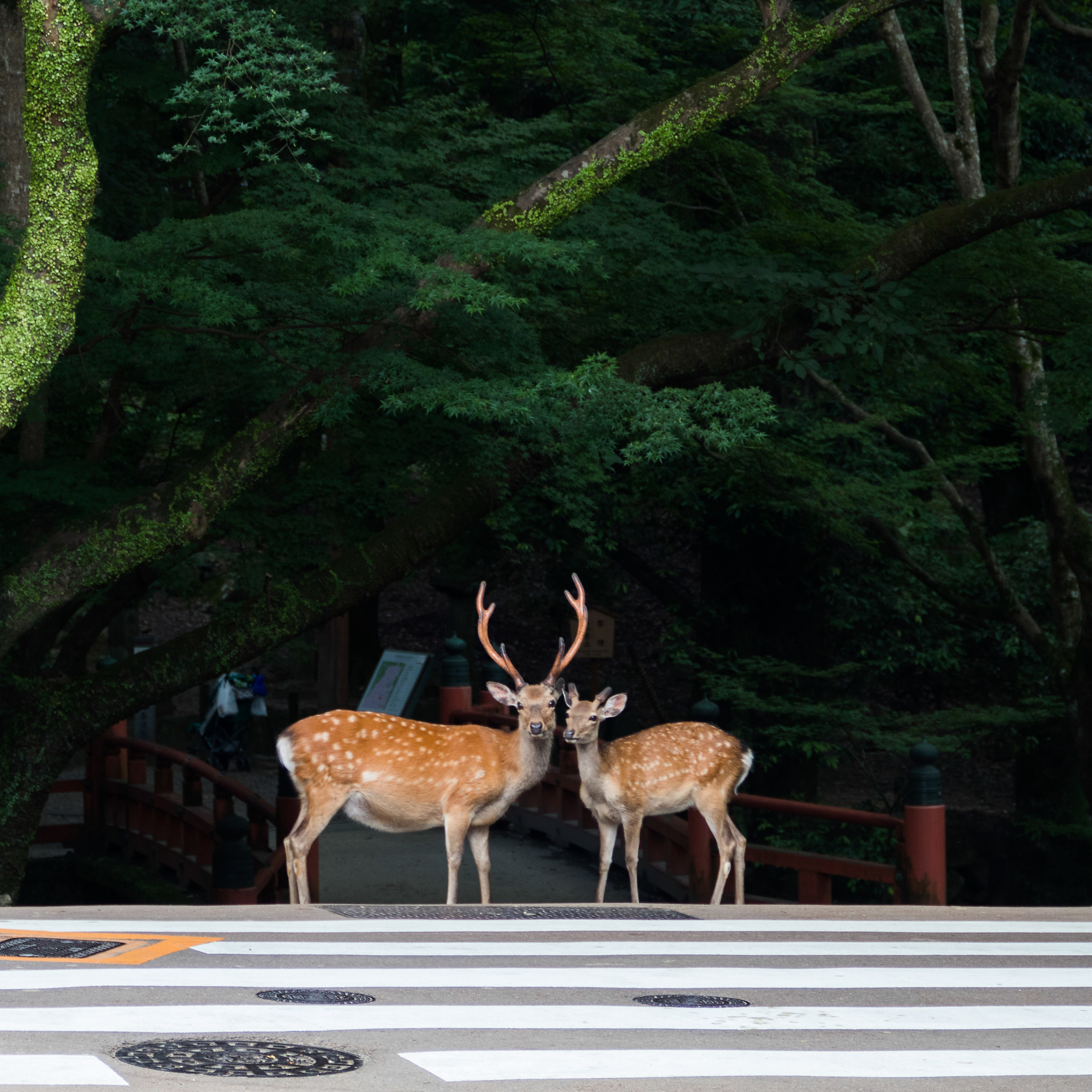 Deer in Nara