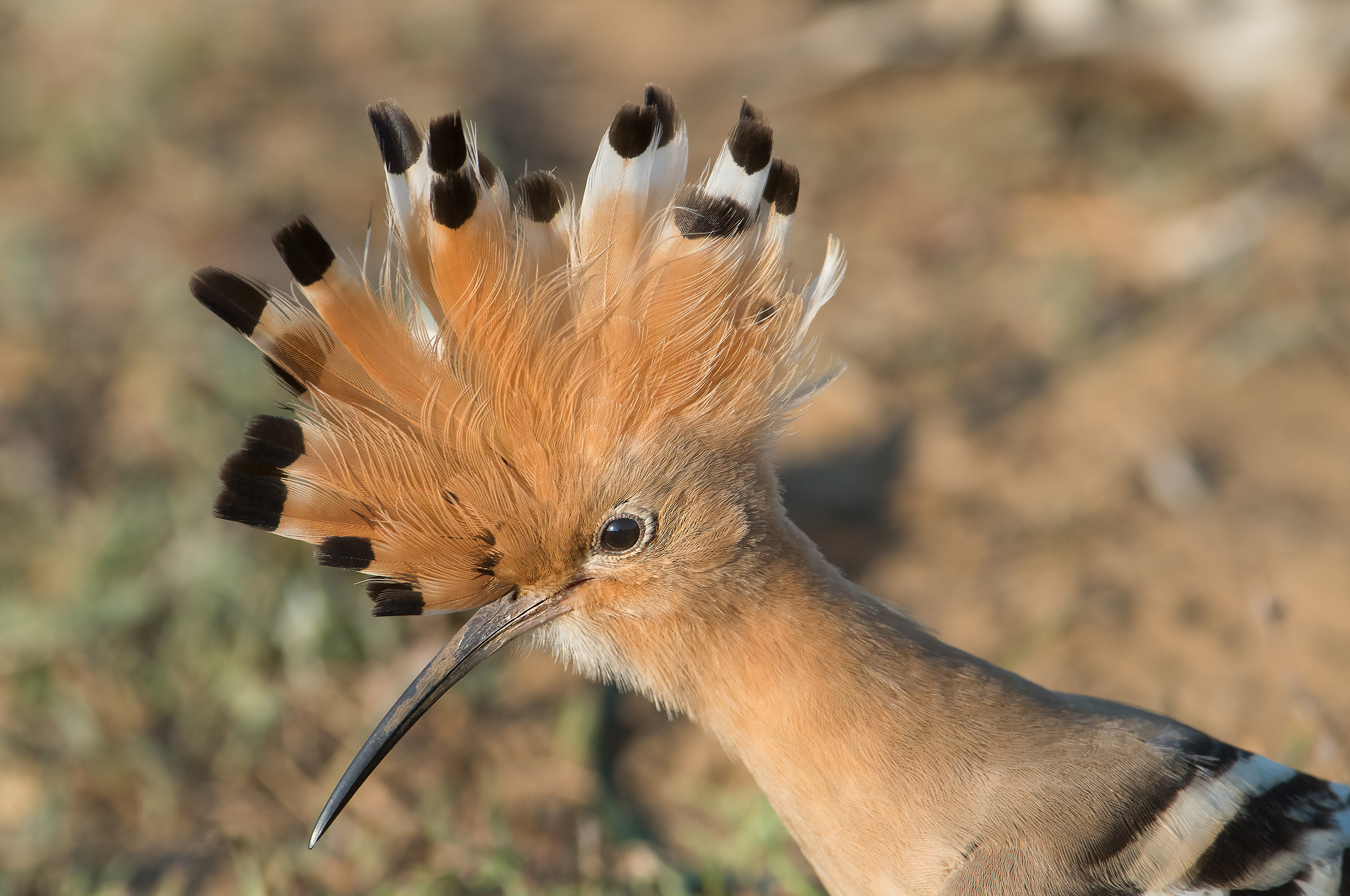 Obiettivo sul ciuffo