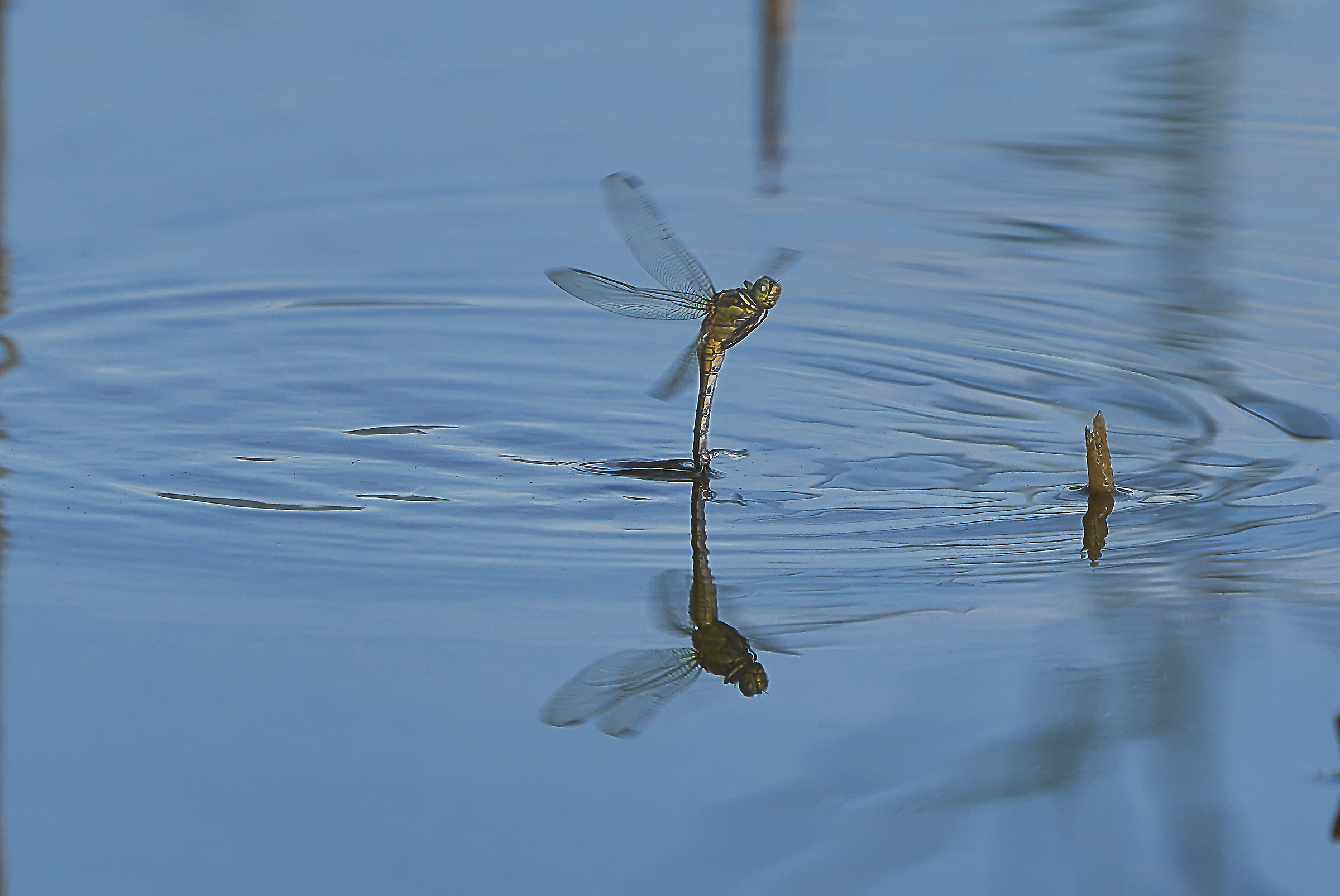 La deposizione delle uova