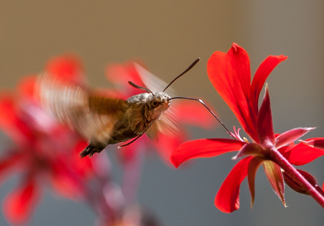 Sphinx of the Galium (Macroglossum stellatarum)