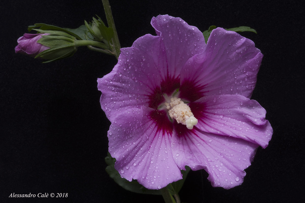 Il mio ibisco 1405 K70