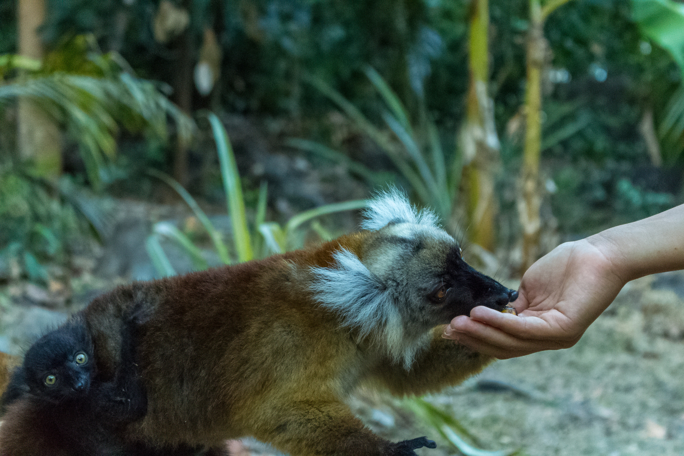 Lemure femmina ed il suo piccolo