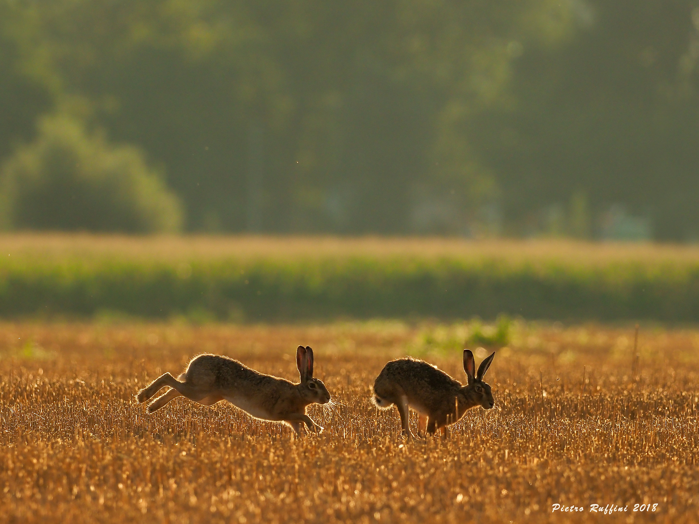 Racing in the fields
