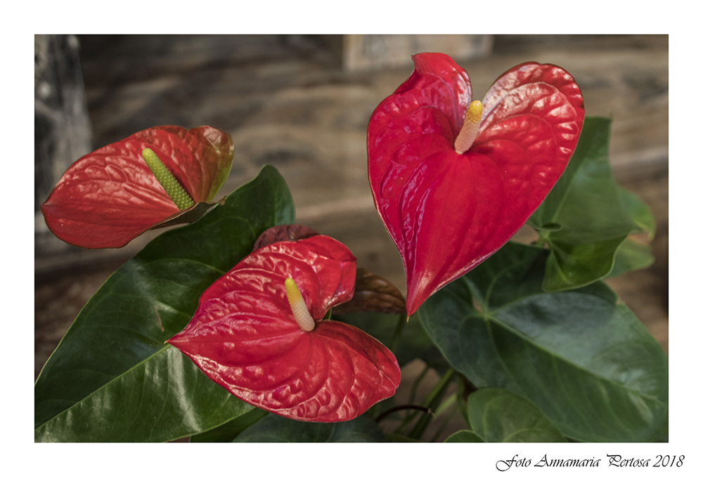 Un po' di rosso acceso