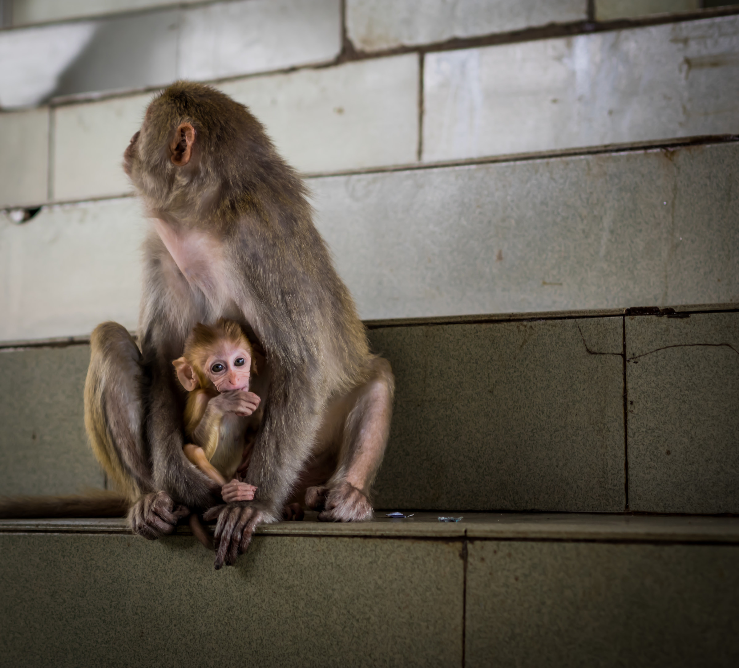 Monte Popa - Mother and Son