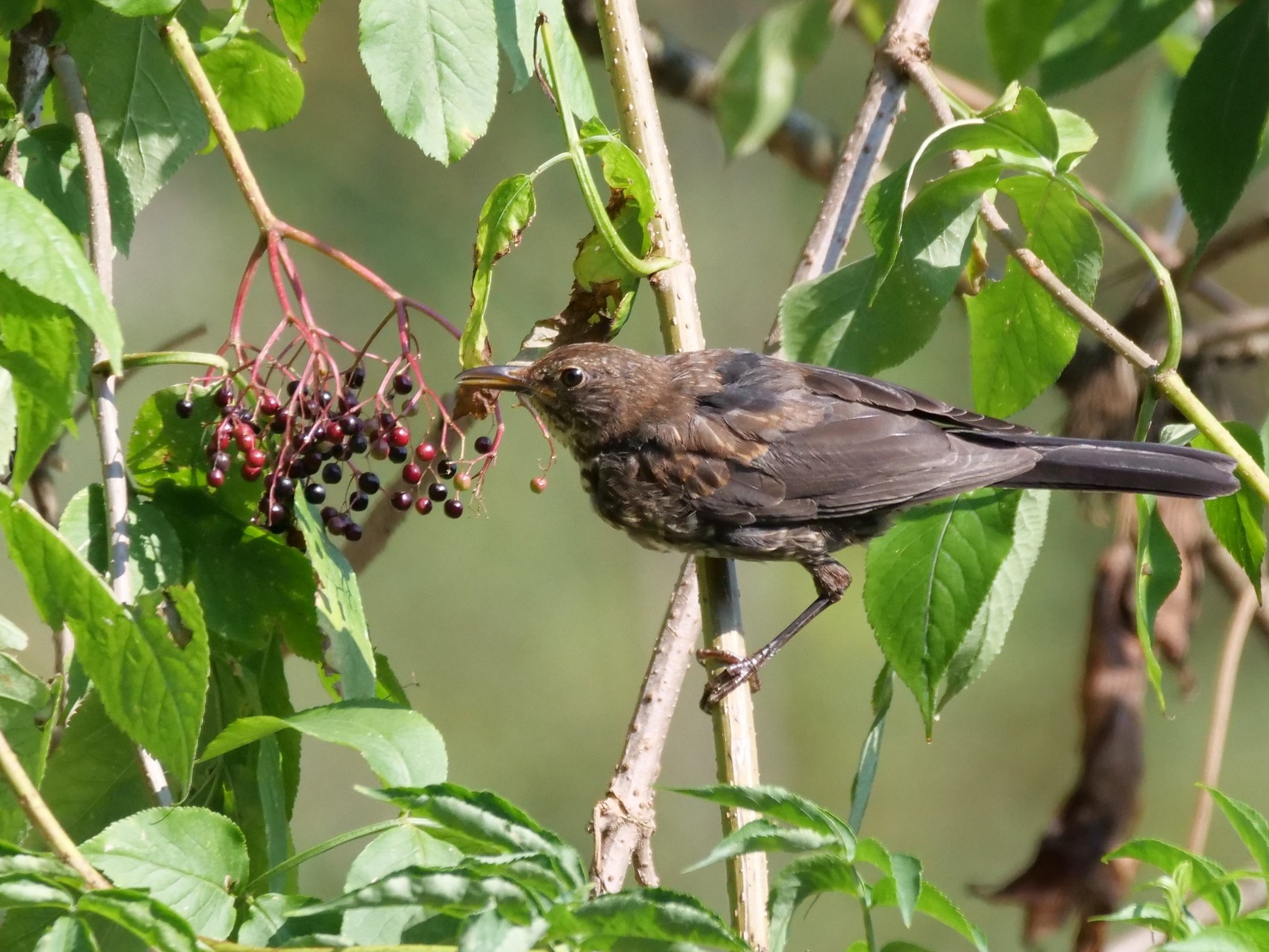 Blackbird and Elderberry