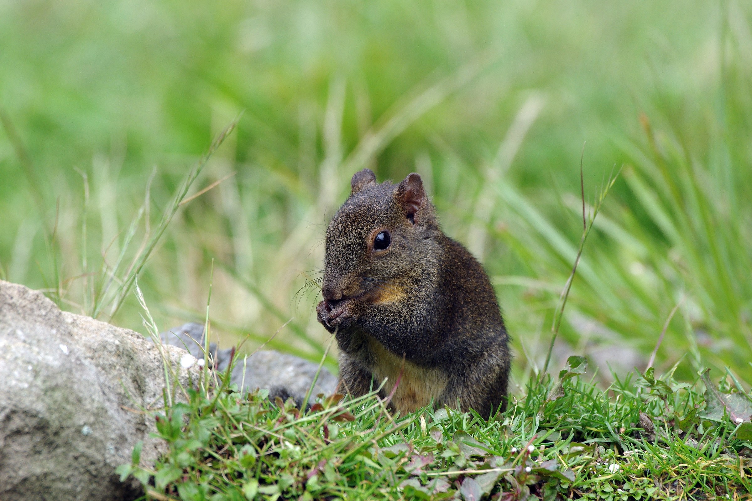 Scoiattolo di Owston/scoiattolo dal naso lungo