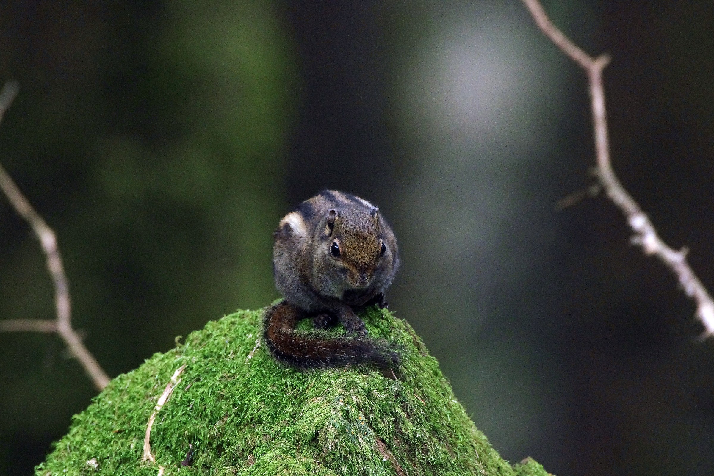 Scoiattolo striato di Formosa