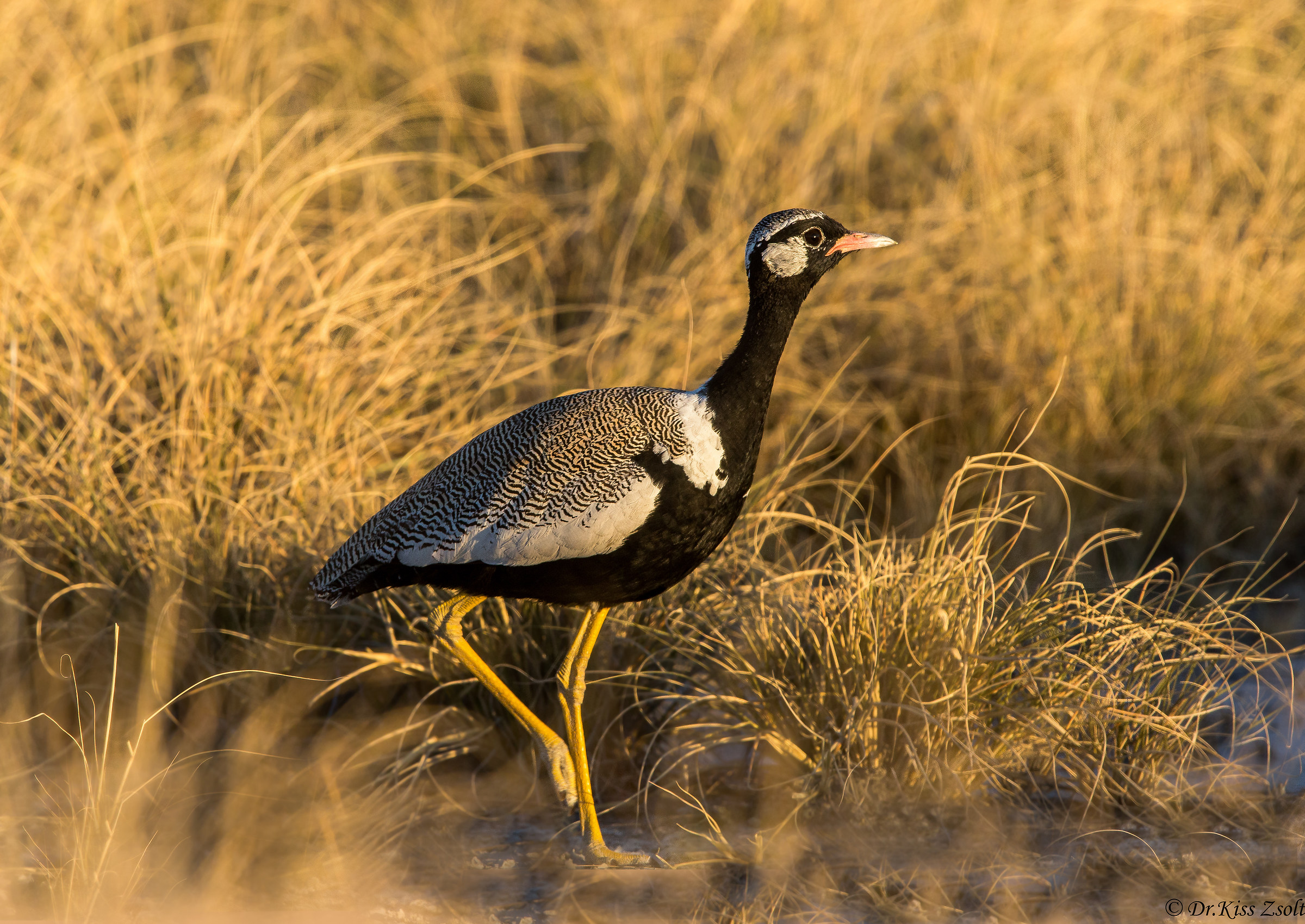 Northern Black Korhaan