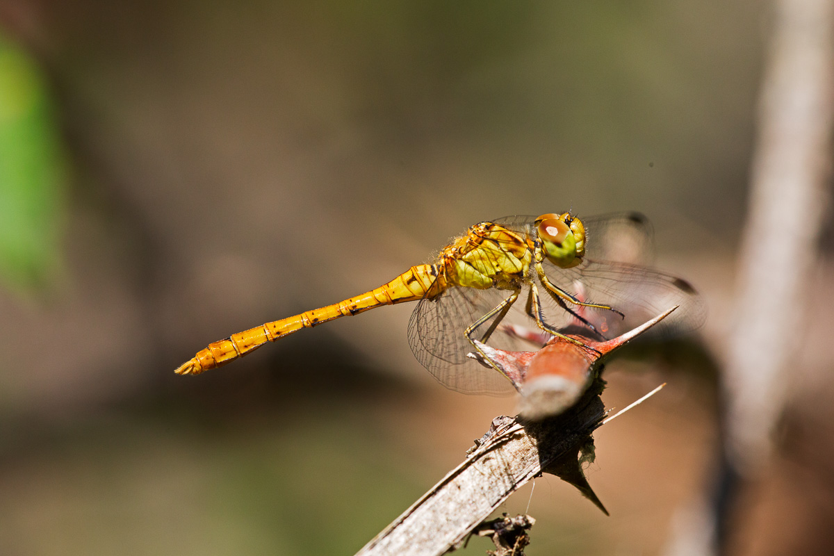 Immature Sympetrum