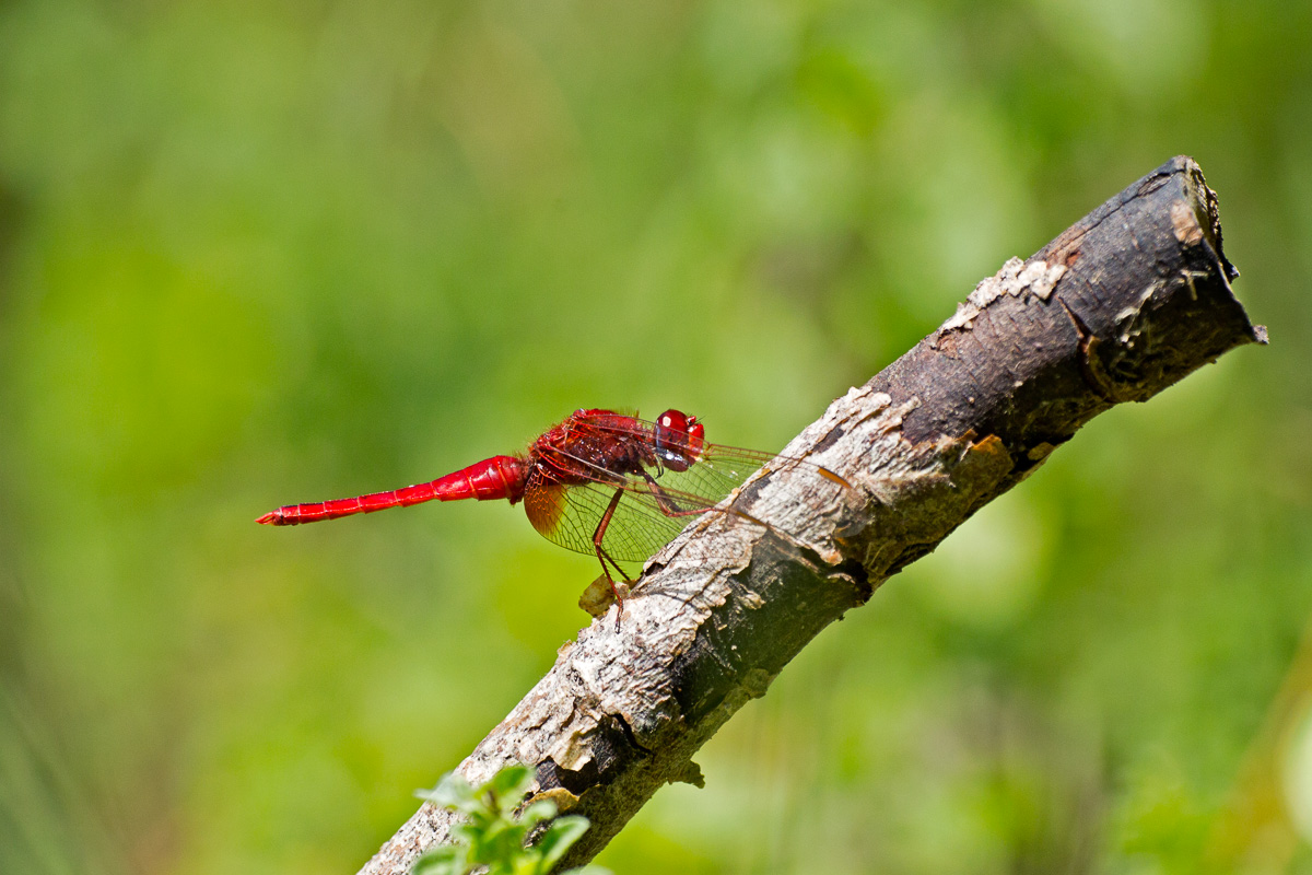 Crocothemis Erythraea