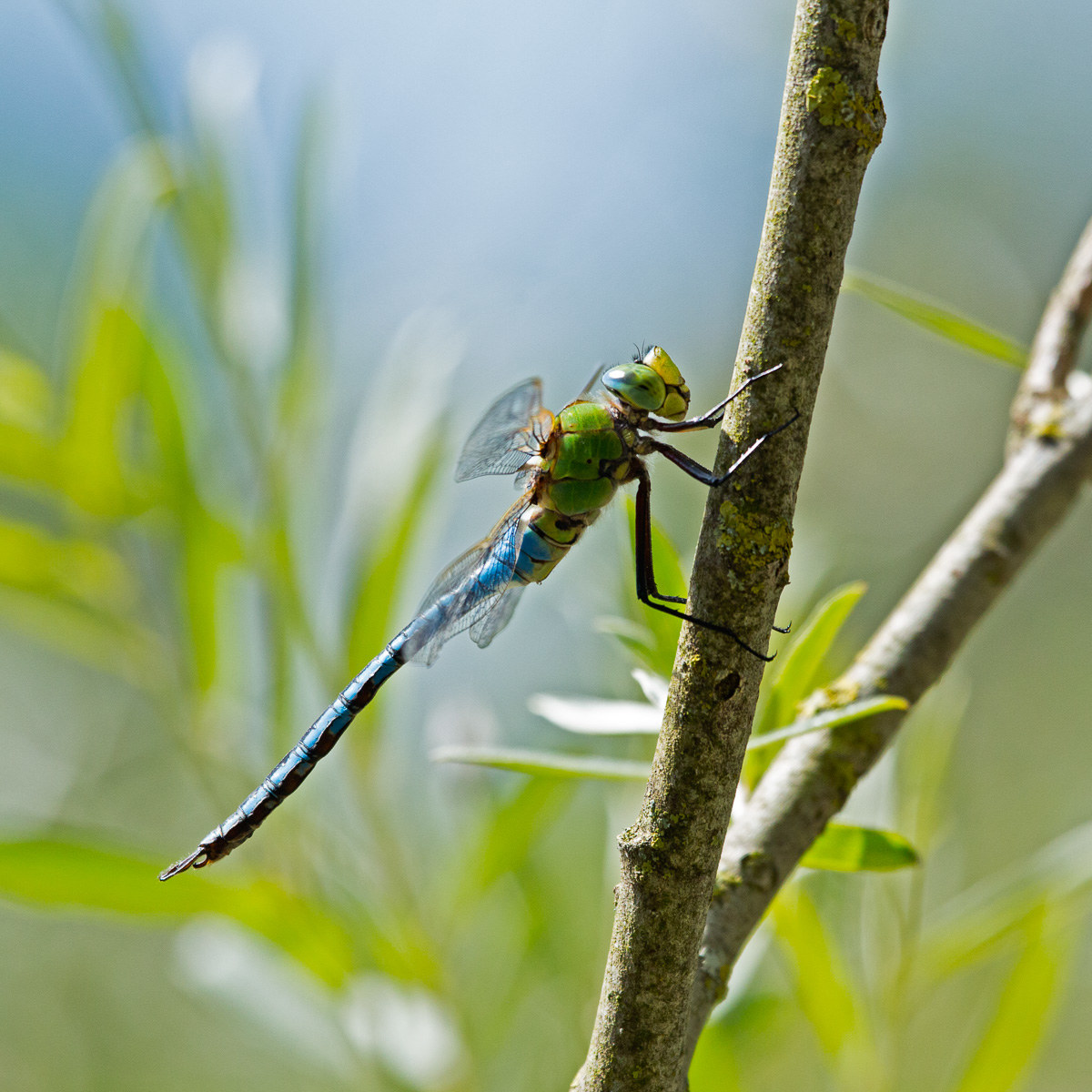 Anax imperator